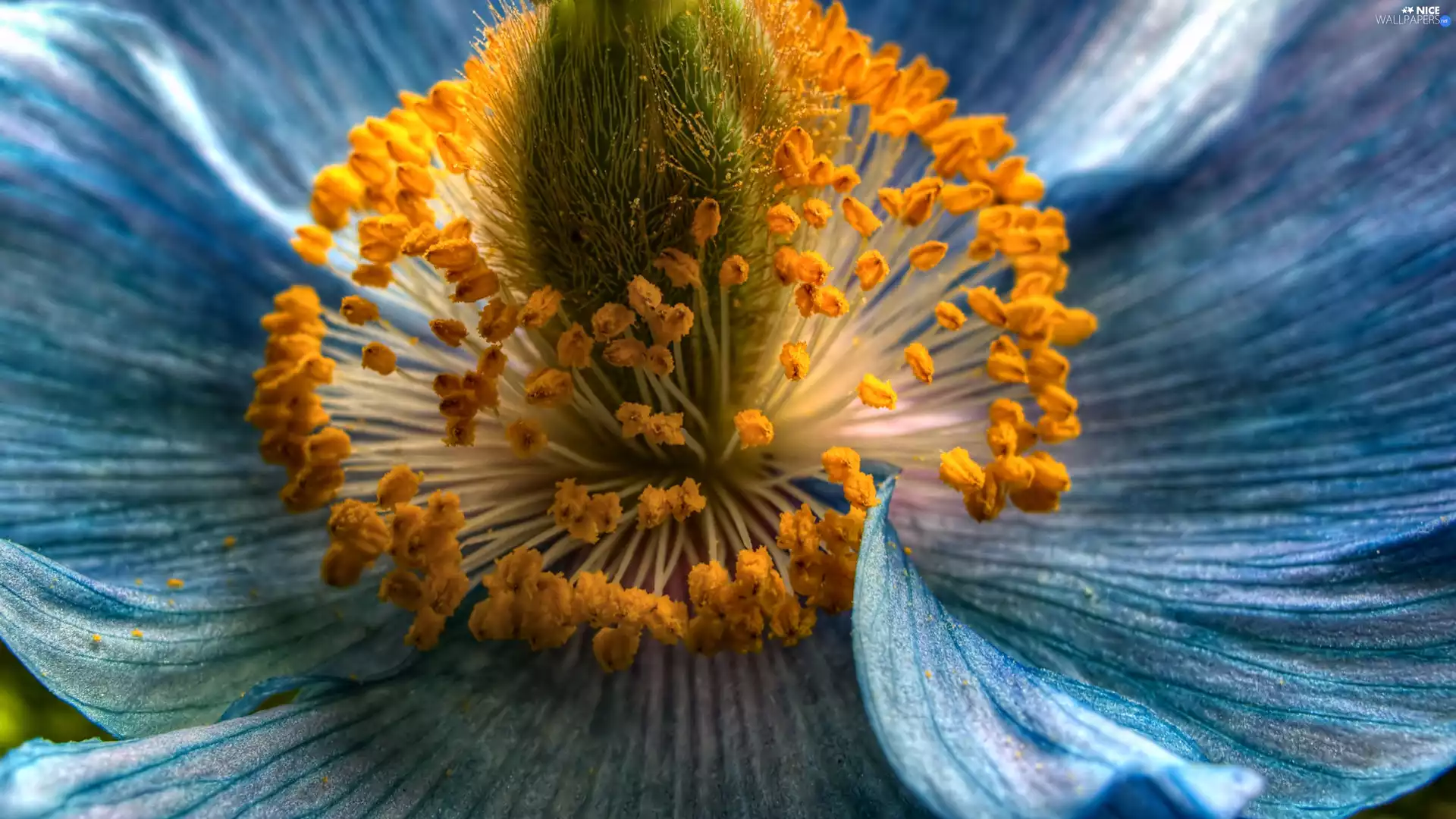 blue, rods, Close, Colourfull Flowers