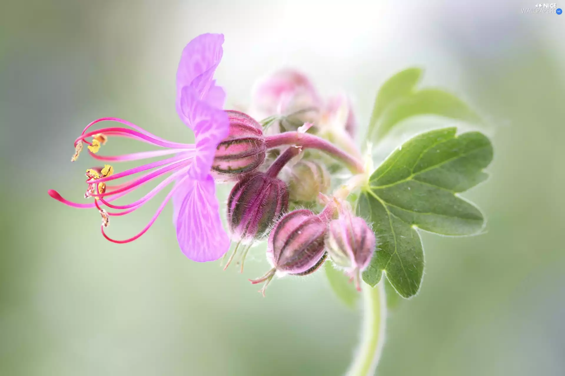 rods, Buds, luminosity, ligh, flash, Pink, Colourfull Flowers, sun