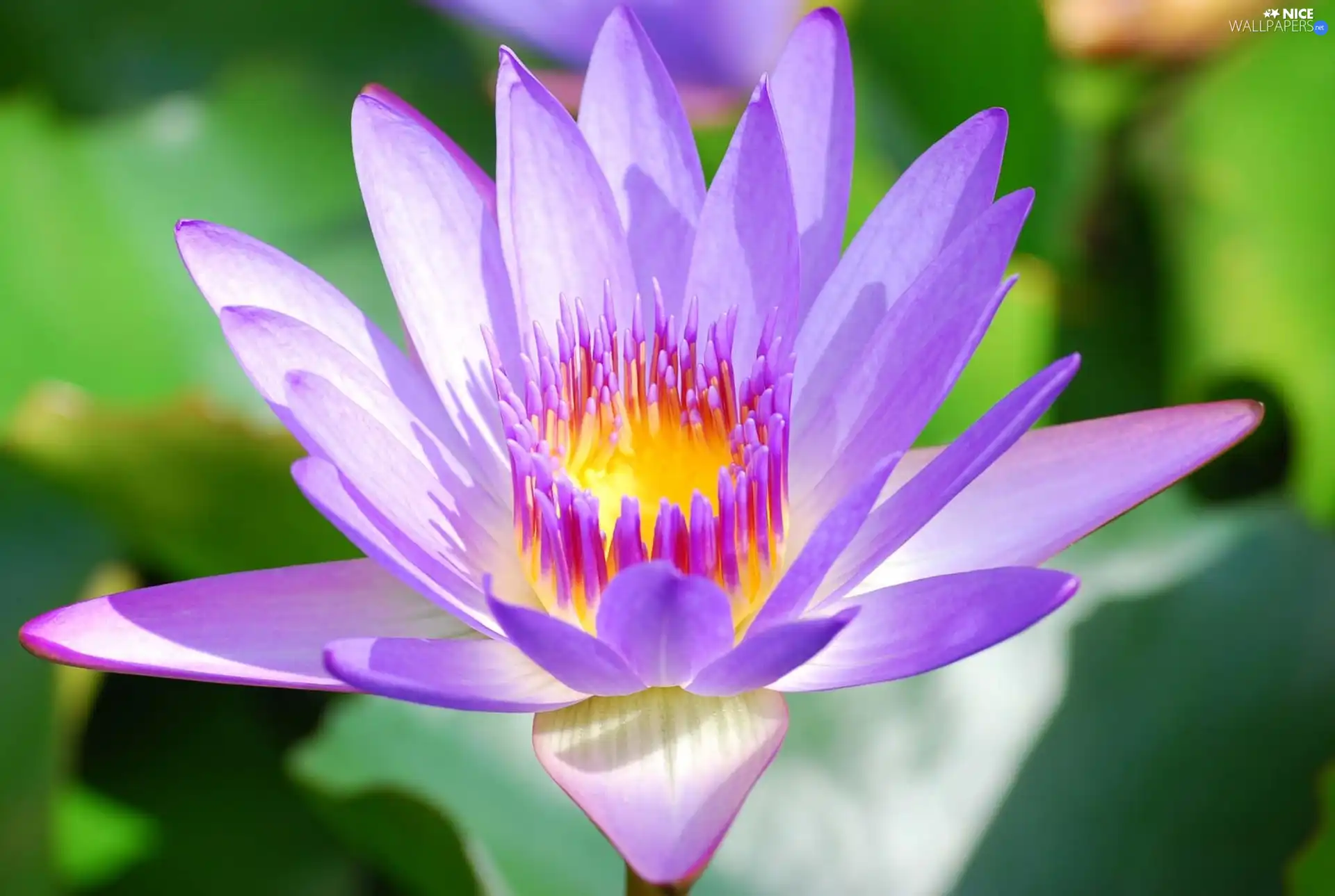 Colourfull Flowers, rods, water-lily, flakes