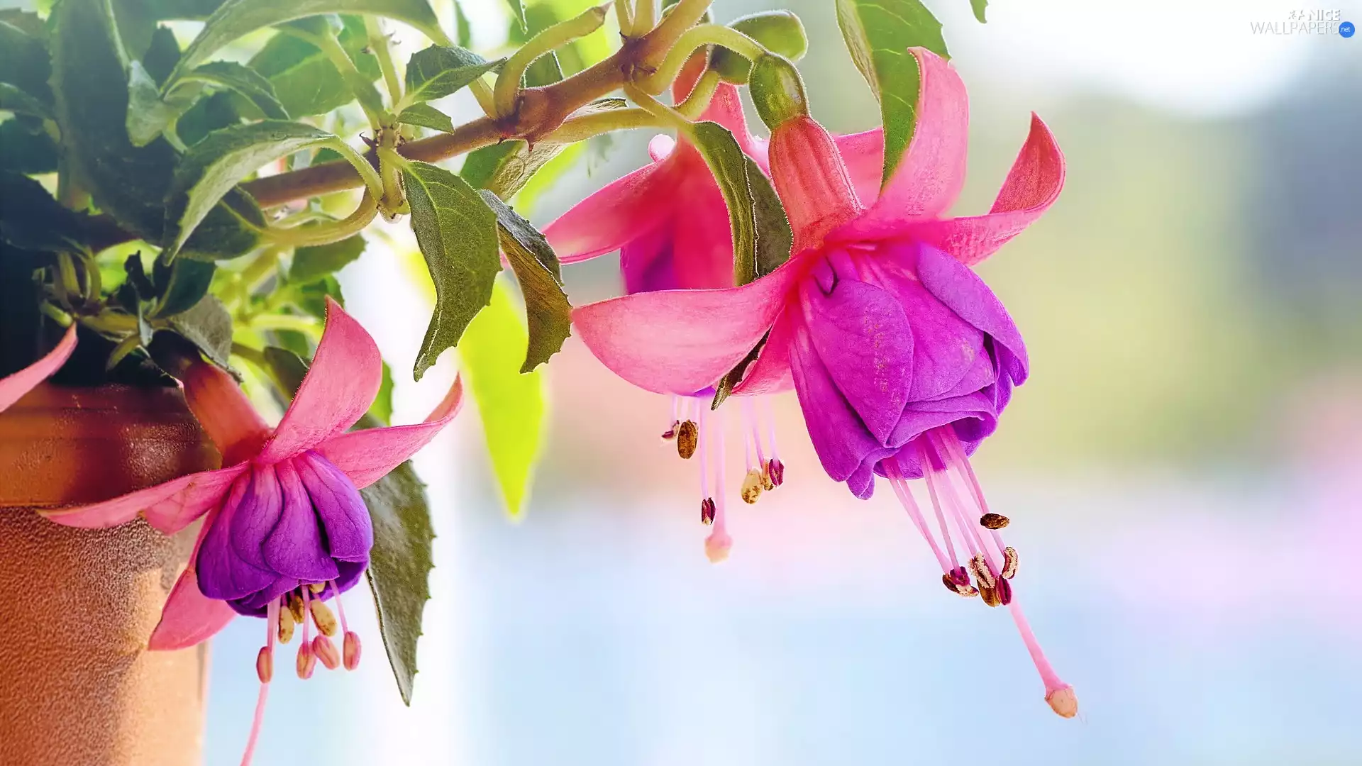fuchsia, Colourfull Flowers, rods
