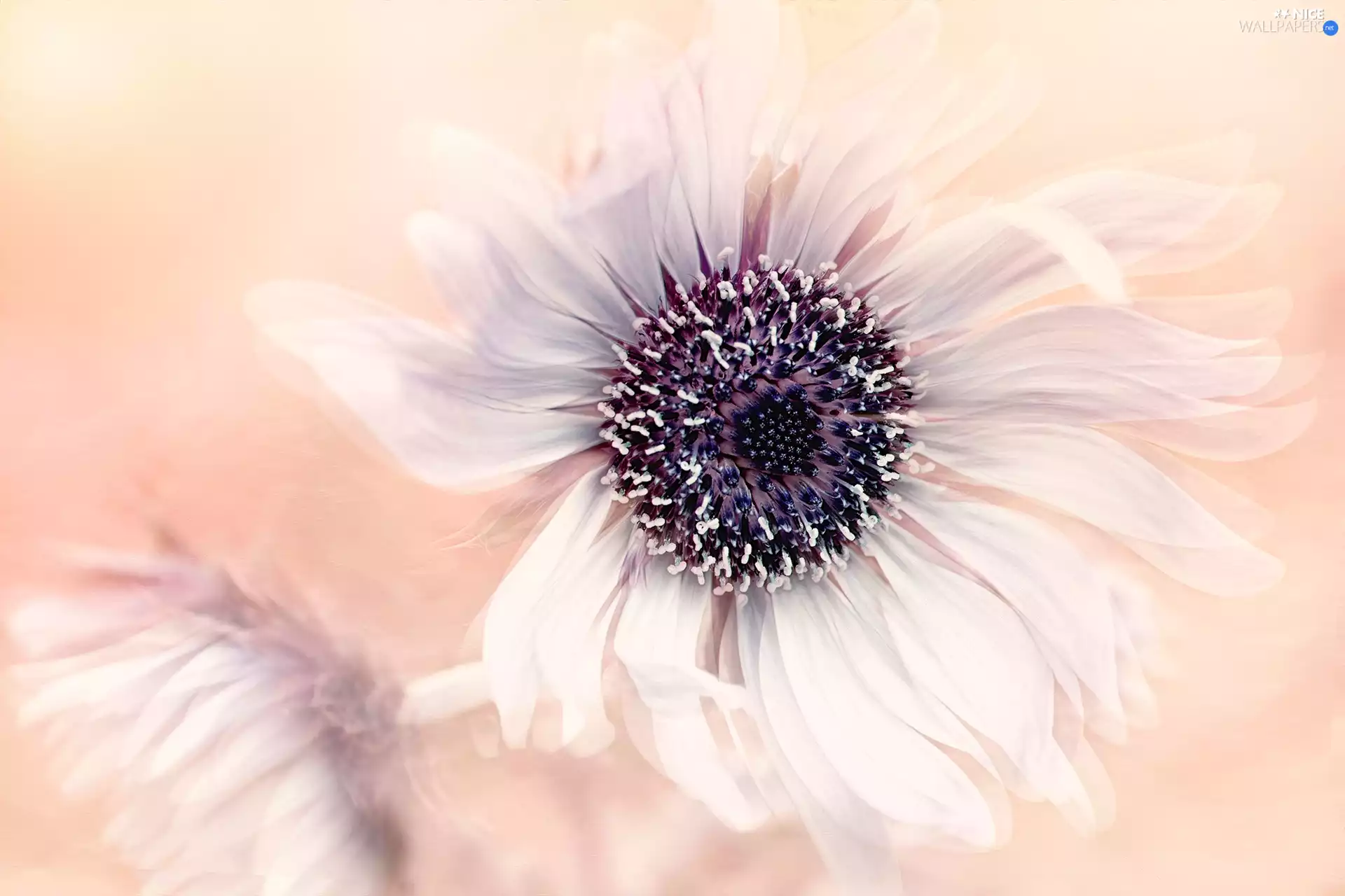 White, rods, graphics, Colourfull Flowers