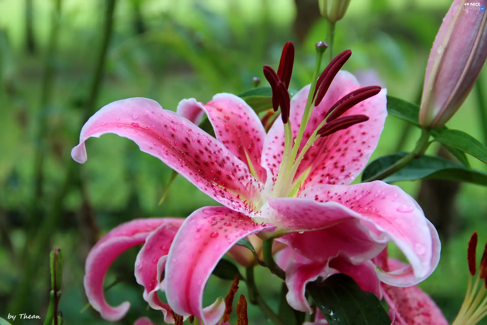 rods, Pink, lilies