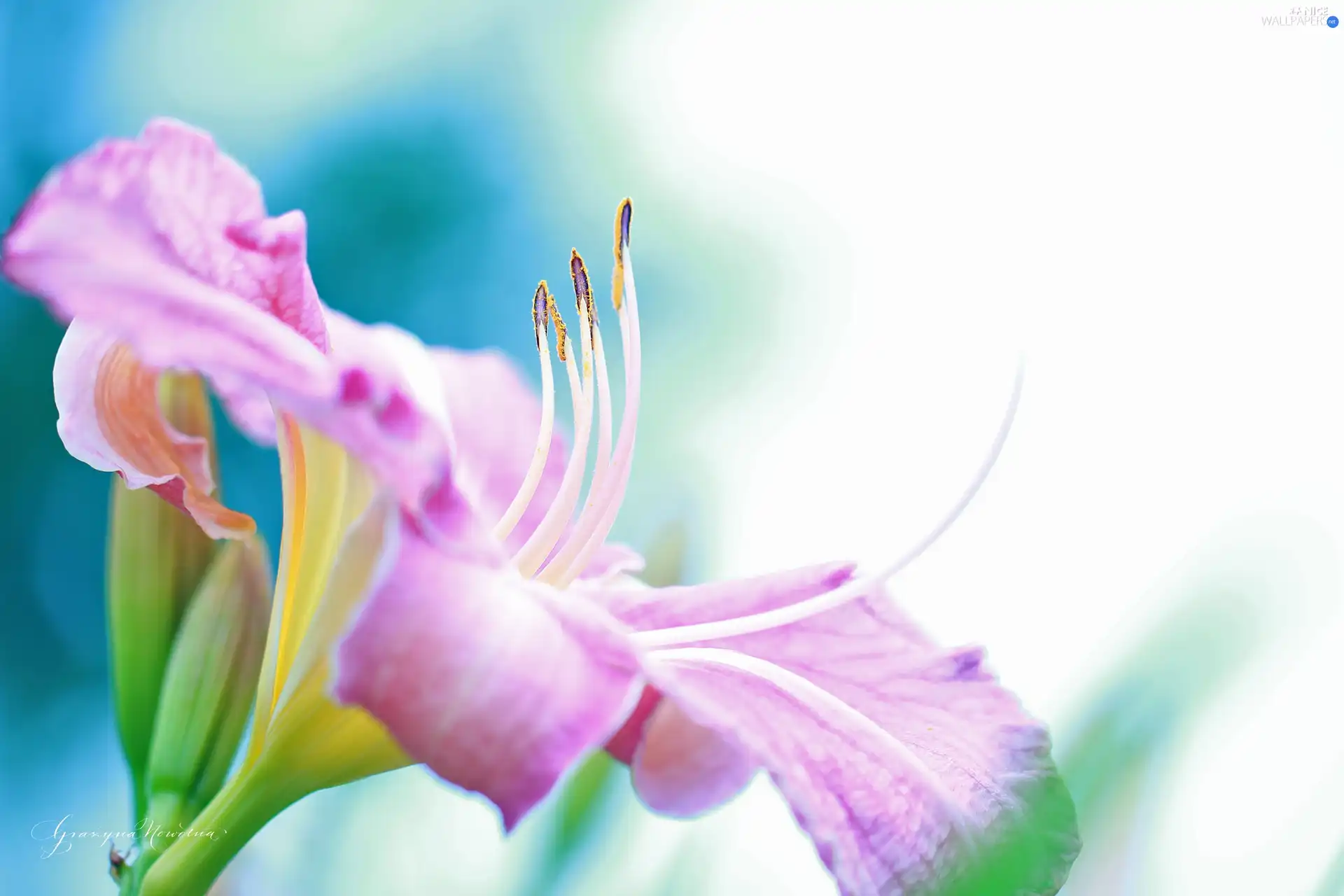 lily, Colourfull Flowers, rods, Pink