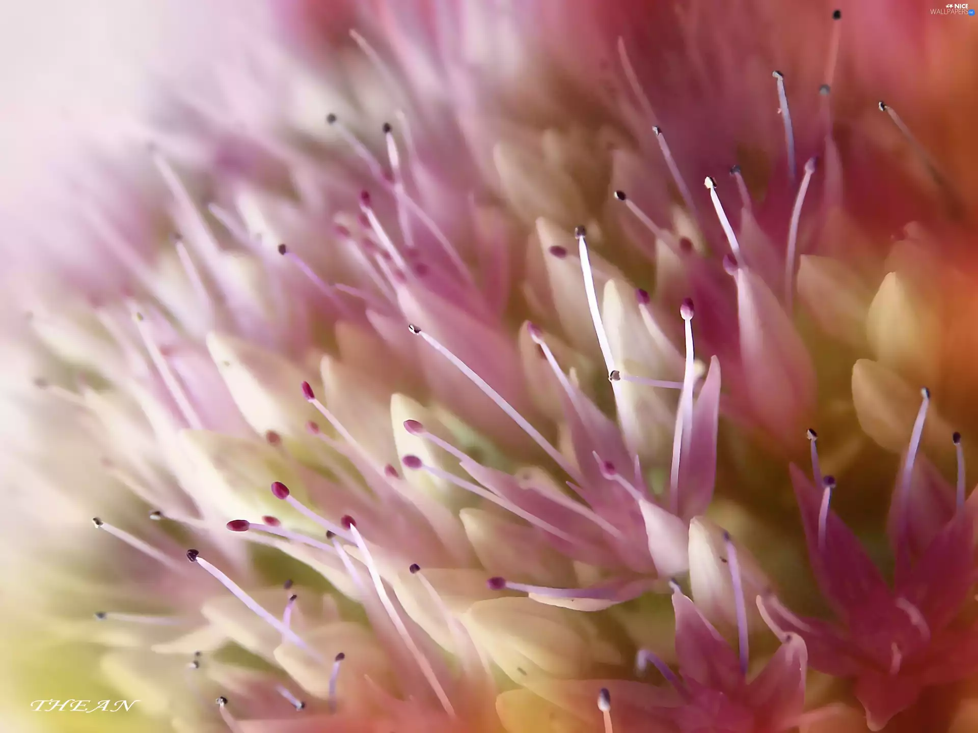 rods, Coloured, plant