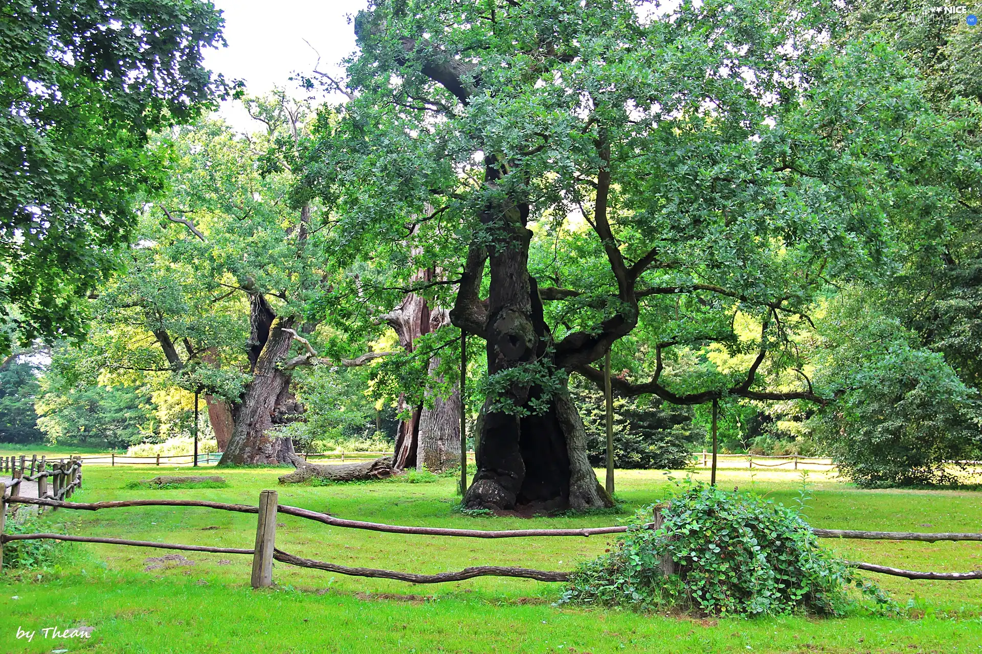 Rogalin, old, oaks
