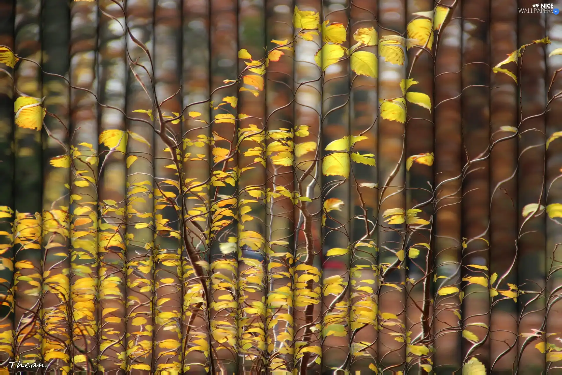 Yellow, Leaf, Rolls, Autumn