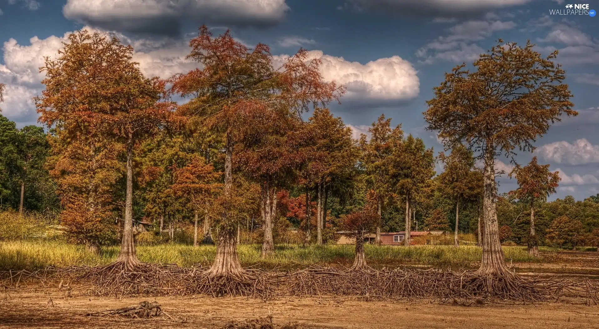 clouds, viewes, roots, trees