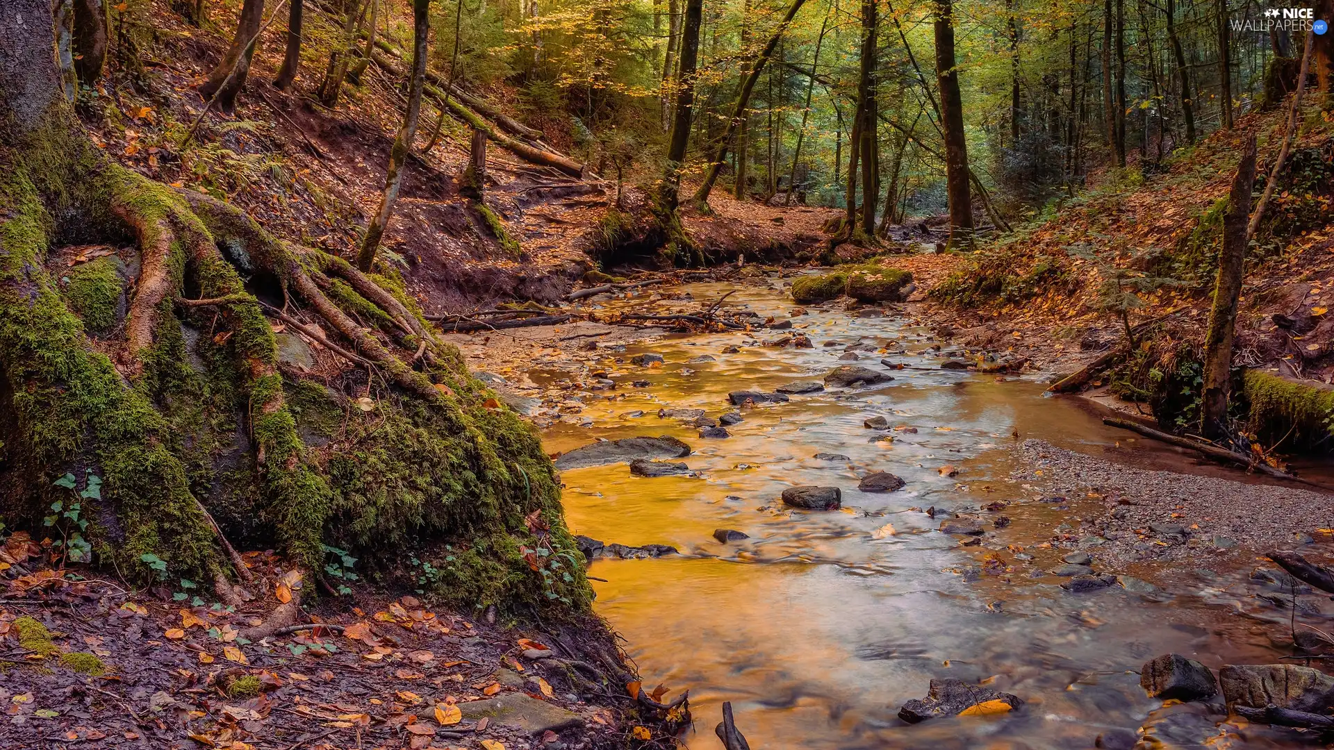 River, autumn, viewes, roots, trees, forest