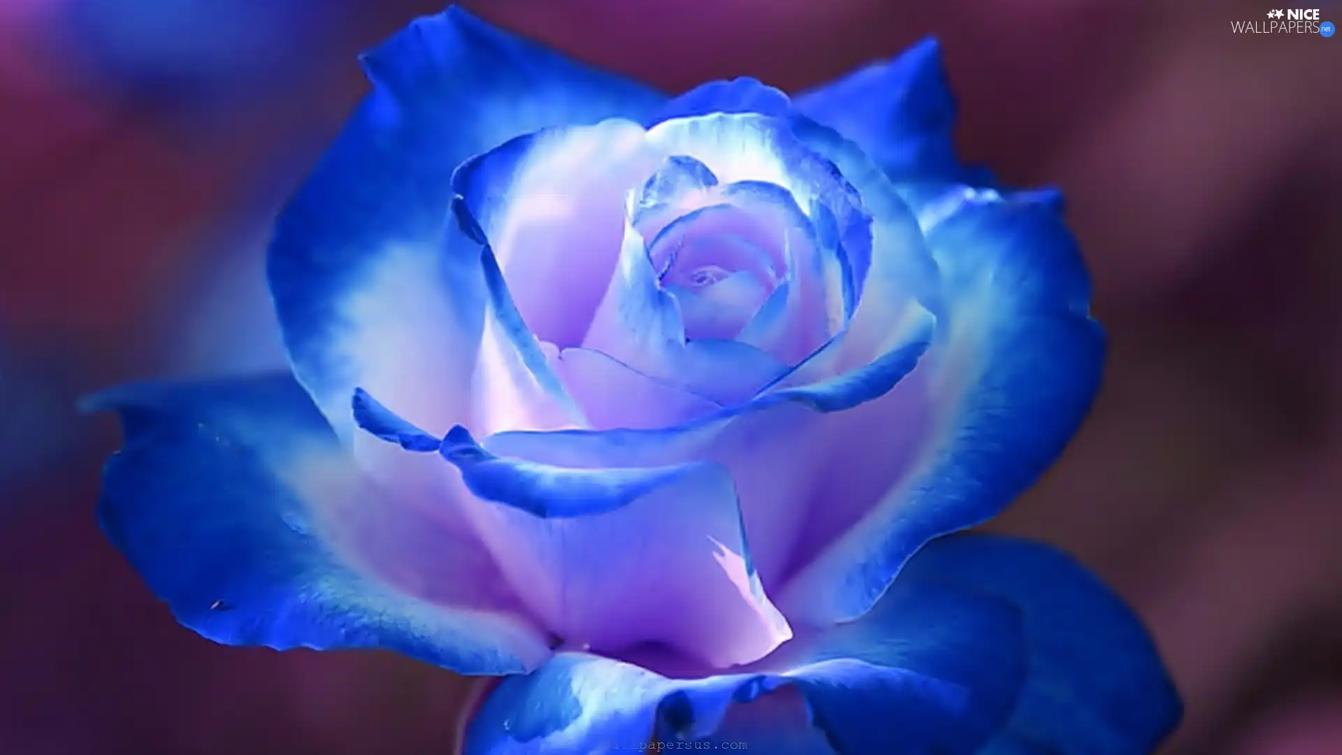 Blue, rose