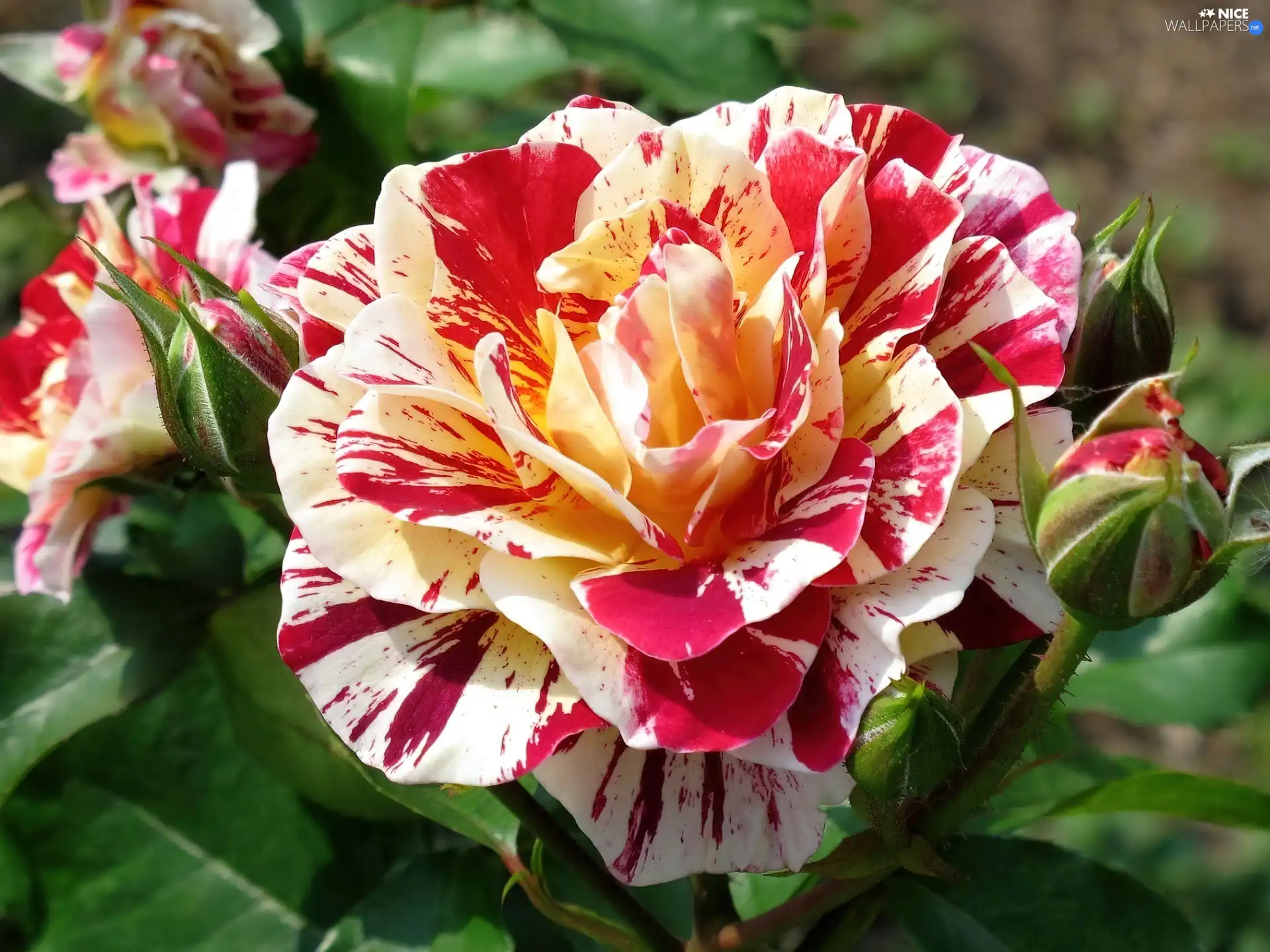 donuts, Colourfull Flowers, rose