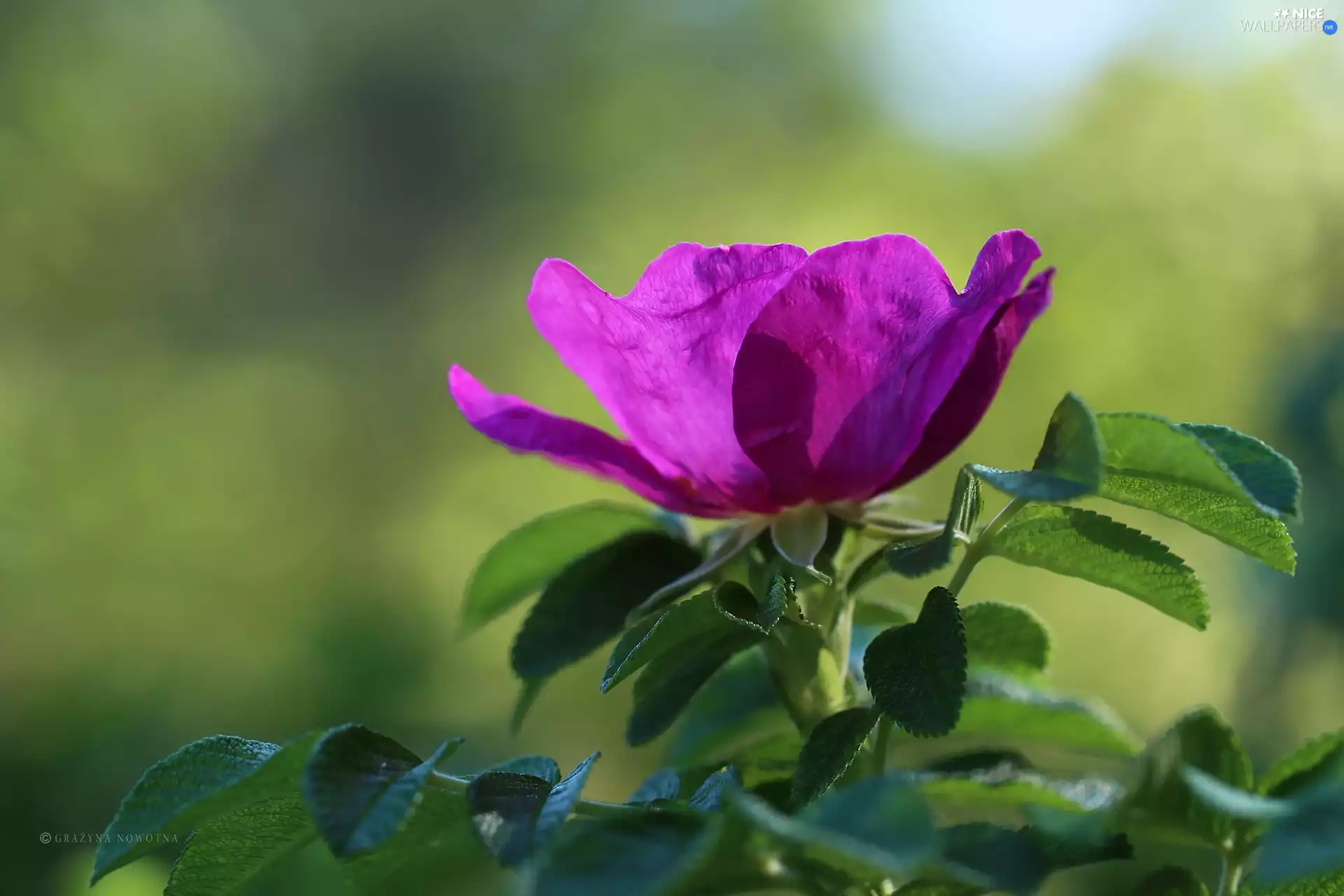 Colourfull Flowers, Wild, rose