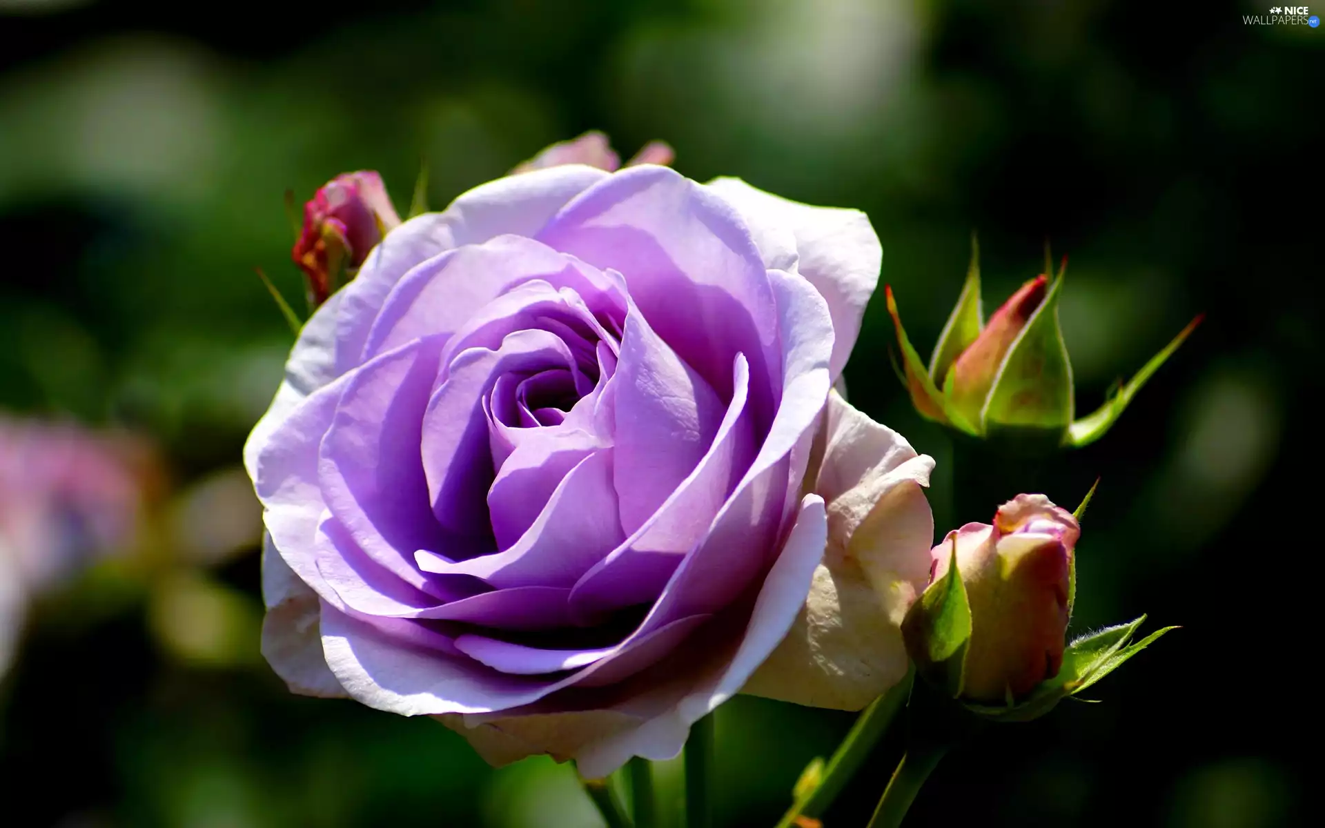 donuts, Colourfull Flowers, rose