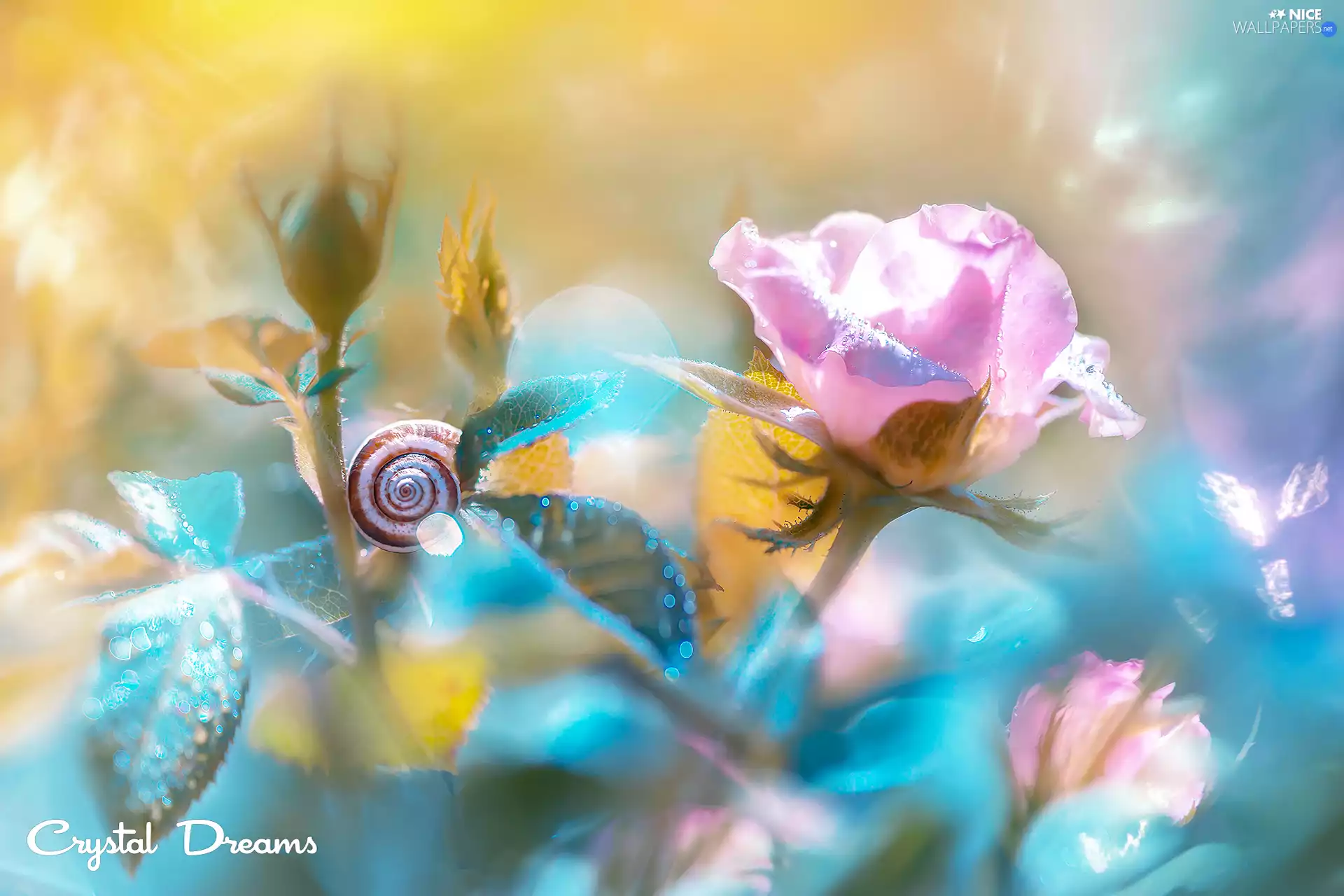 Flowers, snail, blur, rose