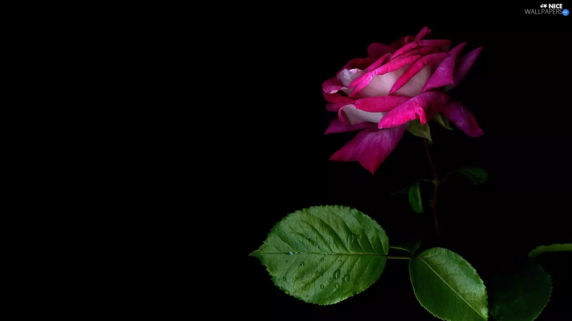 rose, Colourfull Flowers