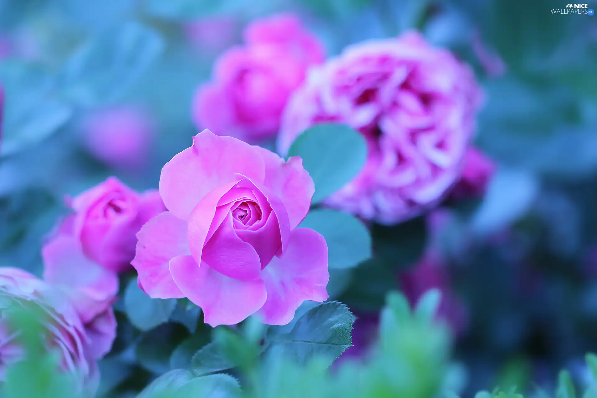 Colourfull Flowers, Pink, rose