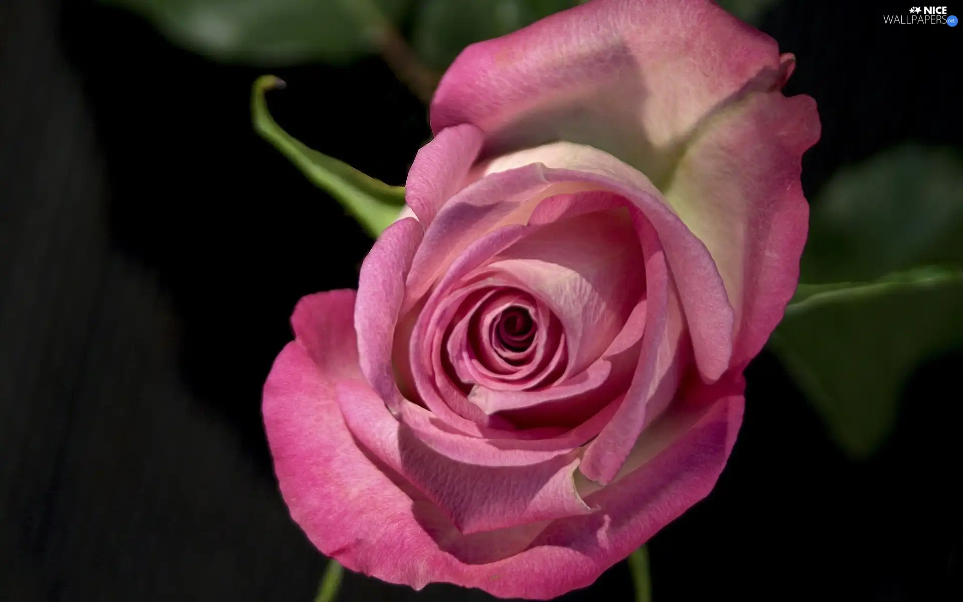 Colourfull Flowers, Pink, rose