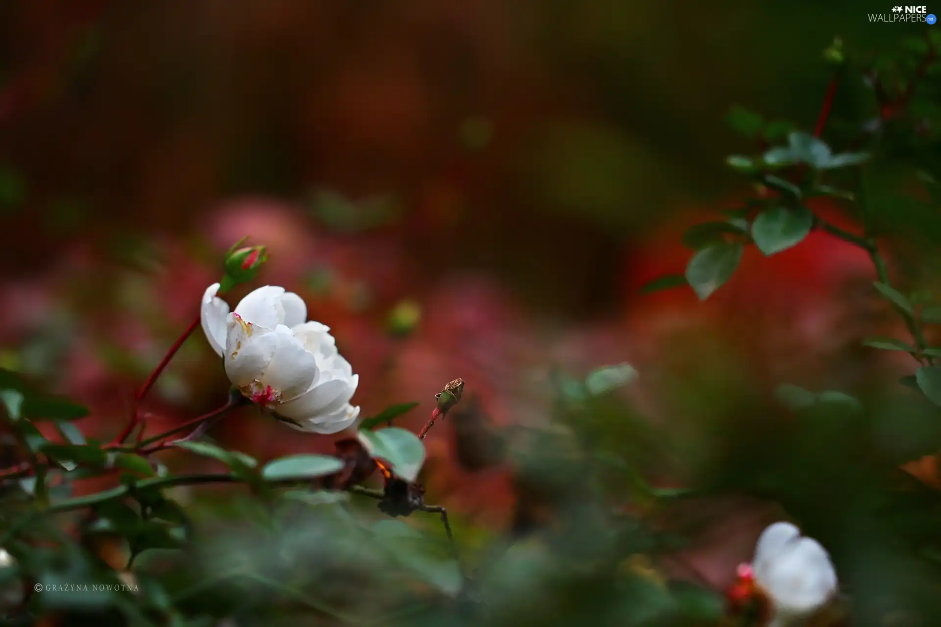 Colourfull Flowers, White, rose