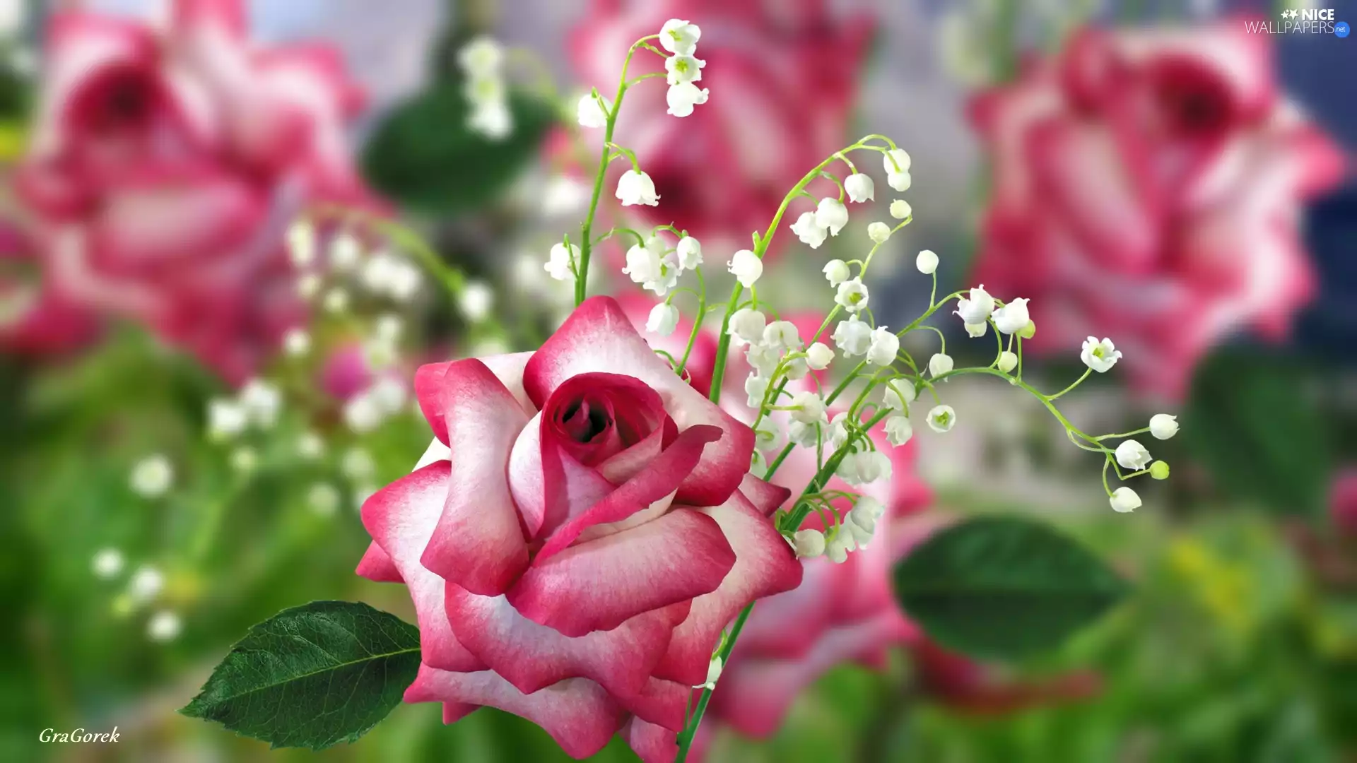 Flowers, lilies, graphics, rose