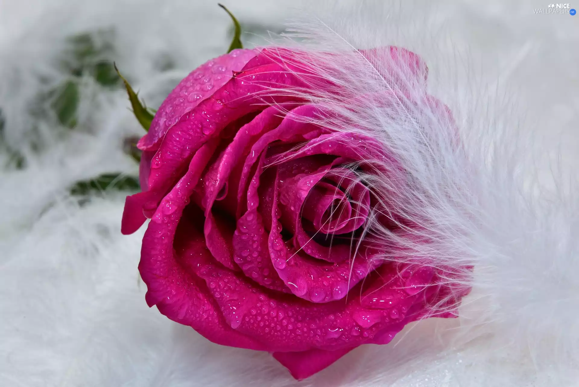 drops, feather, Purple, rose, Colourfull Flowers