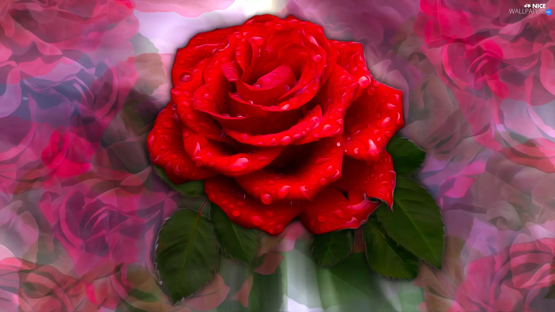 drops, rose, graphics, Colourfull Flowers