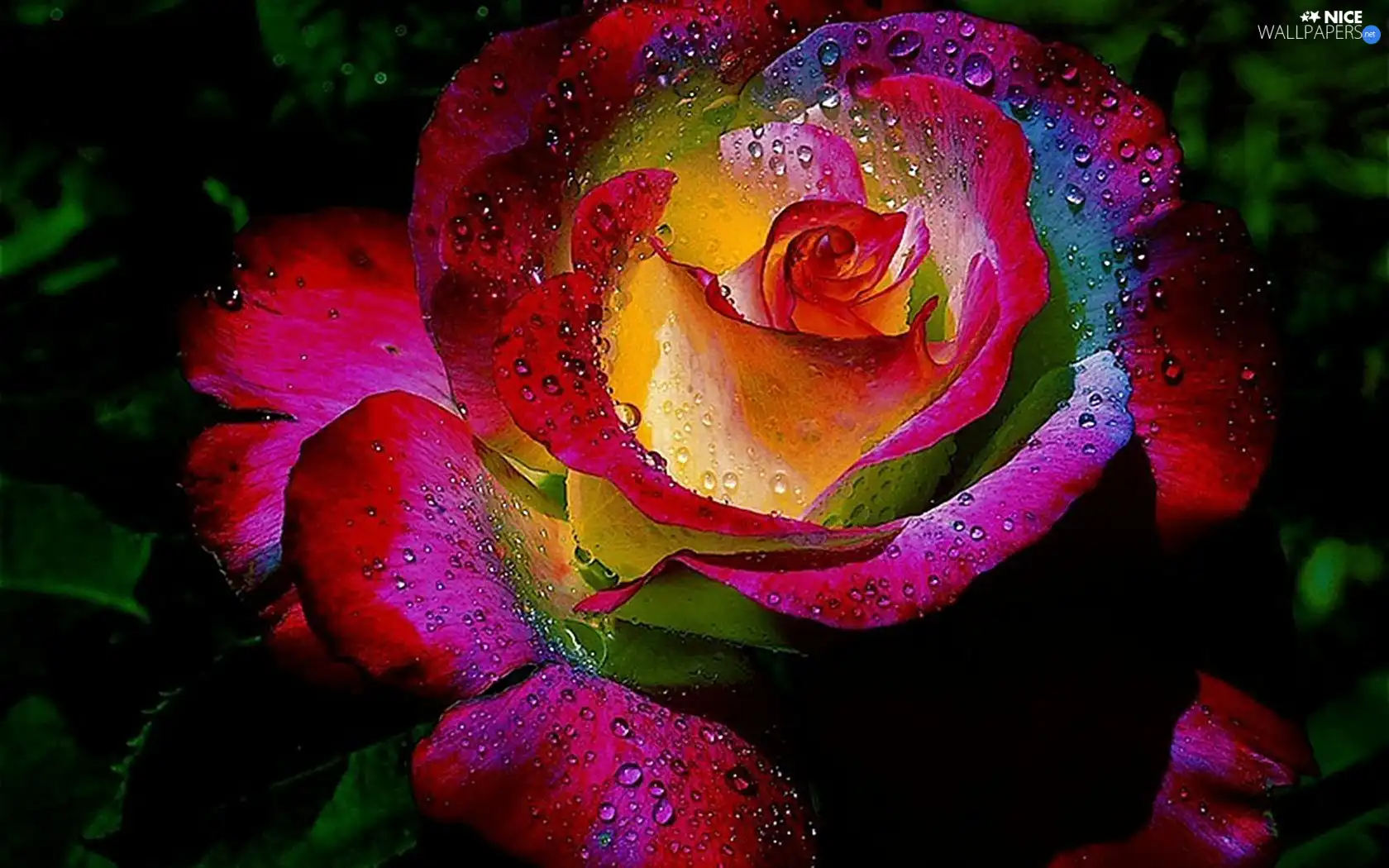 Multicolor, rose