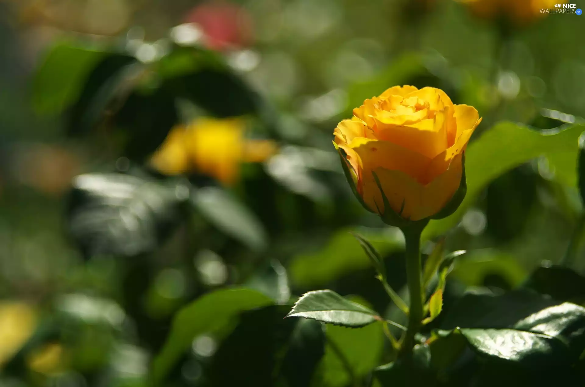 Orange, Colourfull Flowers, rose