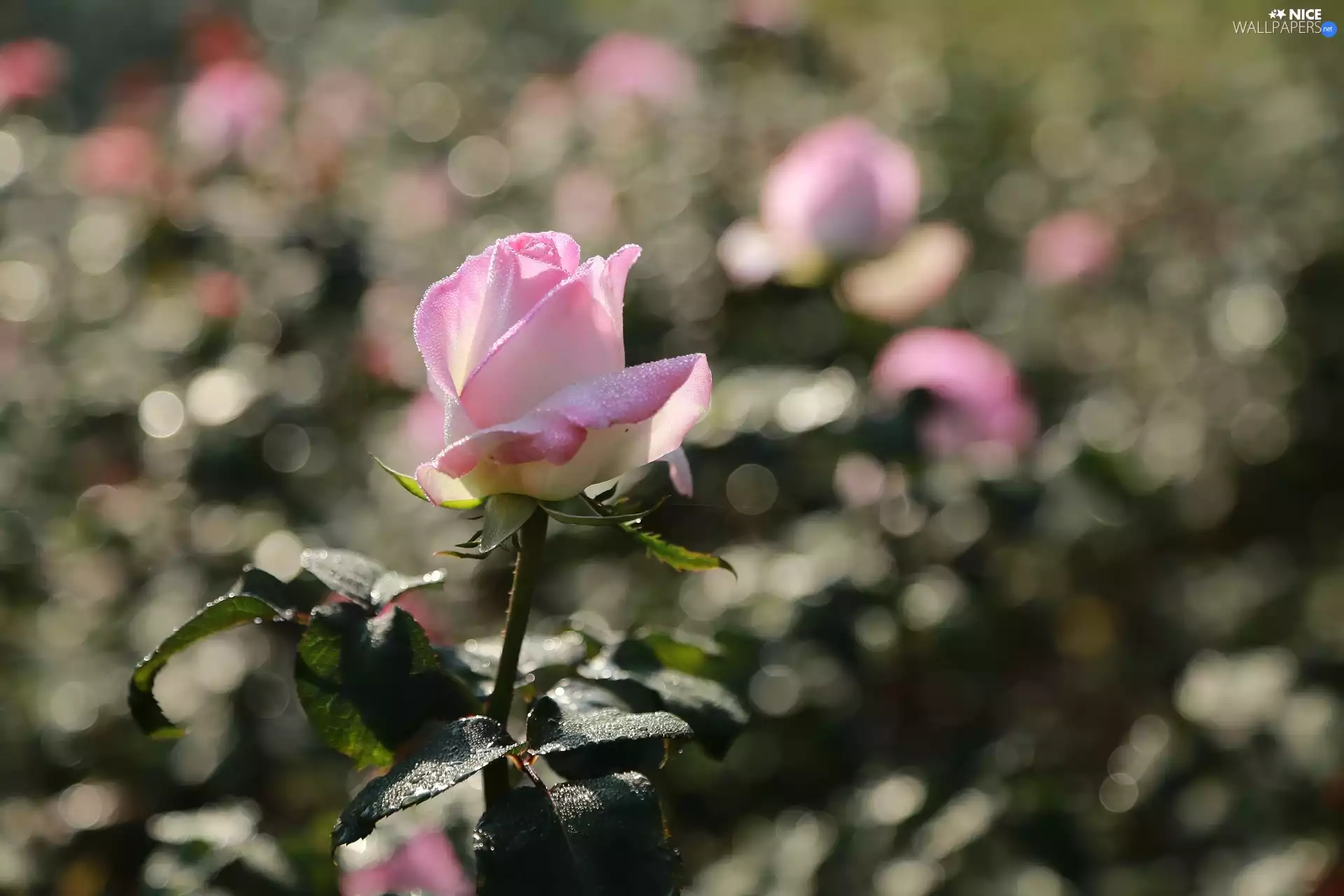 Pink, droplets, dew, rose