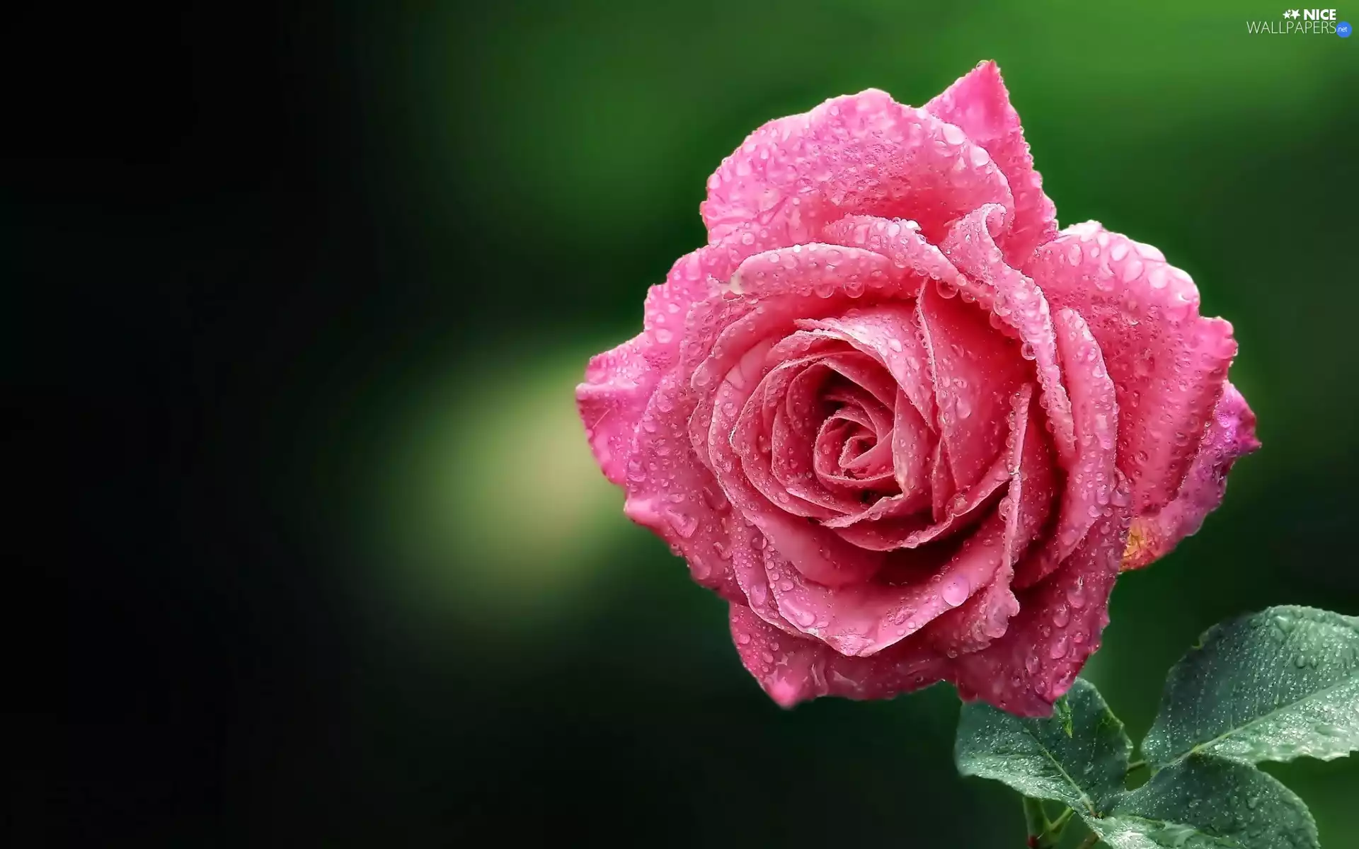 Pink, Close, drops, rose