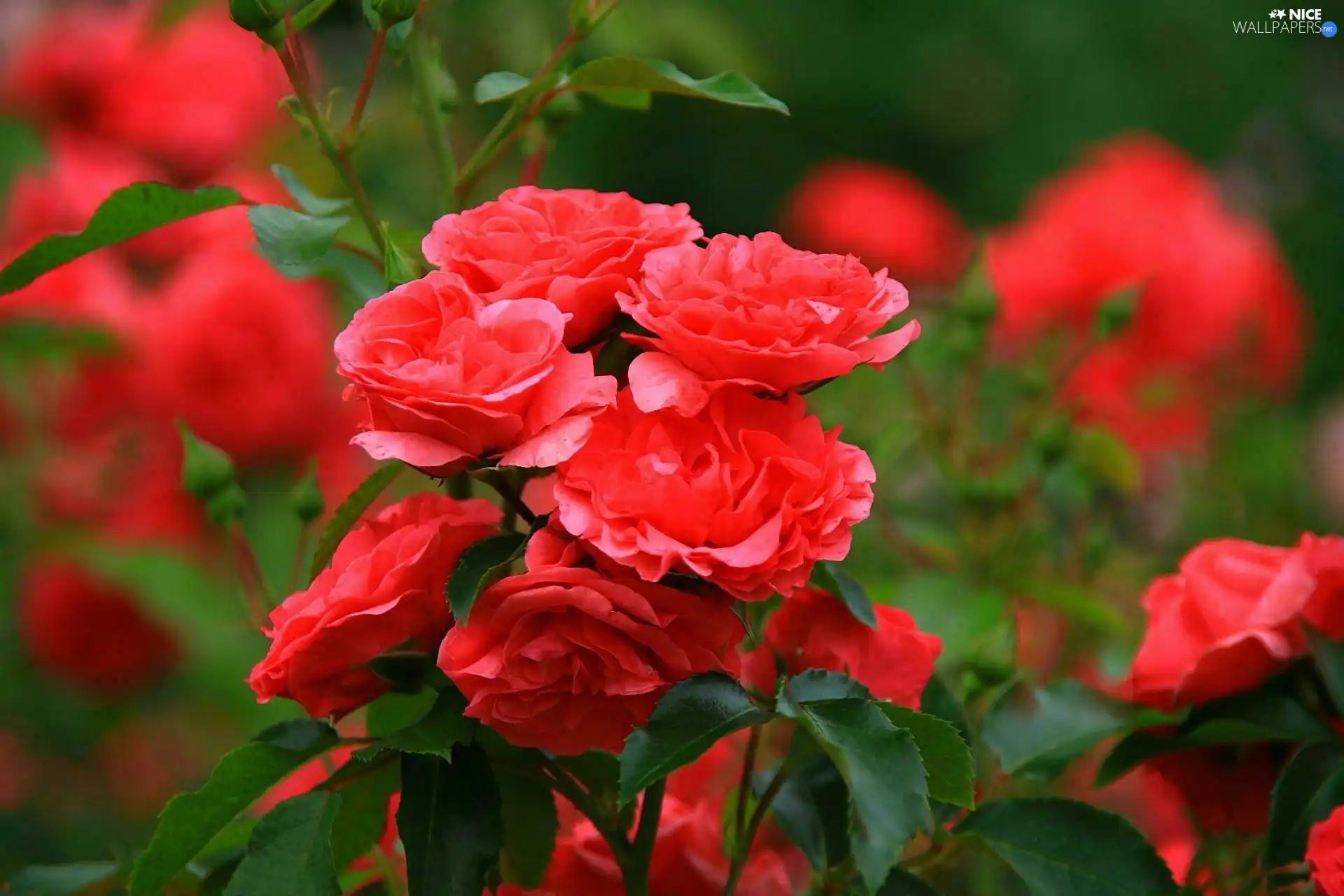 rose, bush, red