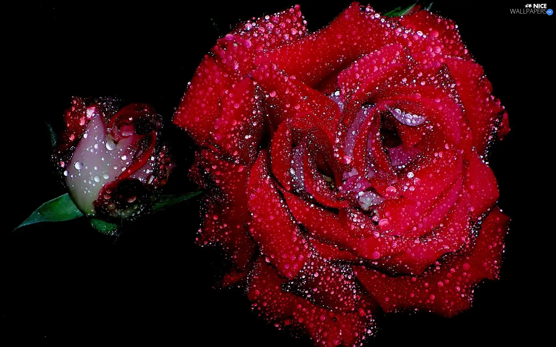 drops, red hot, rose