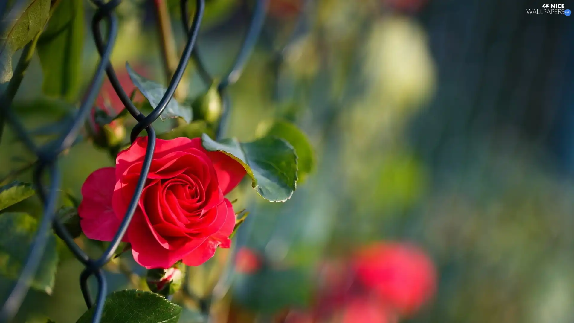 fence, red hot, rose