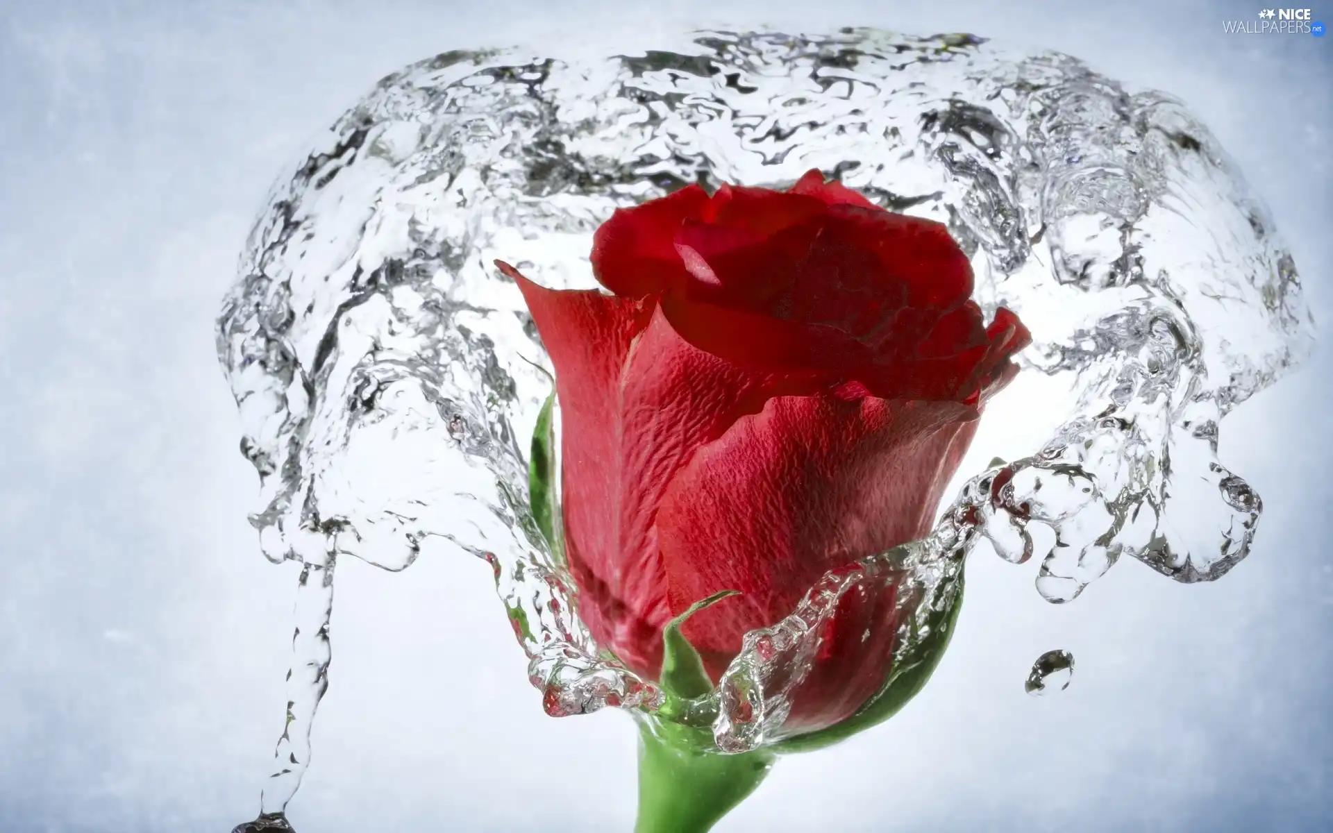 water, red hot, rose