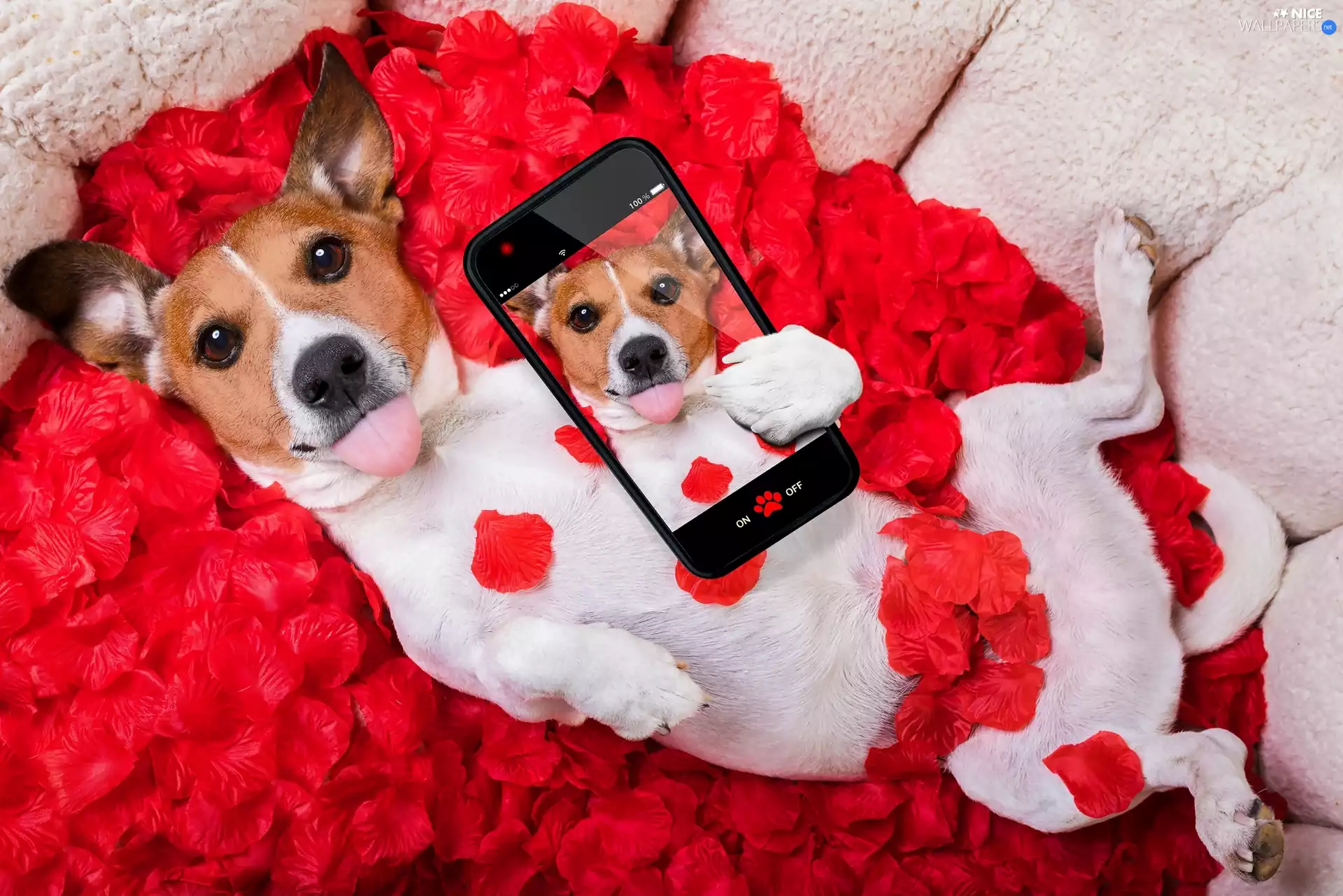 flakes, Jack Russell Terrier, Selfie, Funny, Telephone, rose