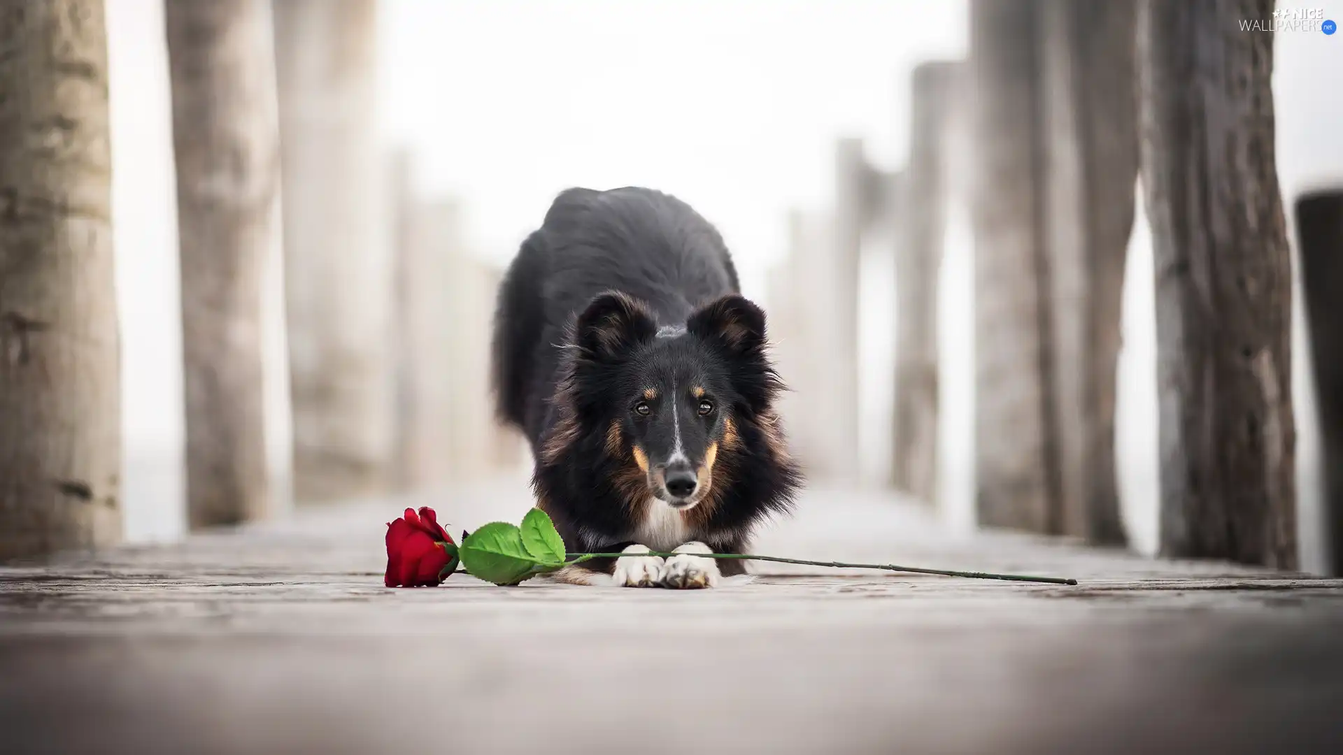 dog, Colourfull Flowers, rose, shetland Sheepdog