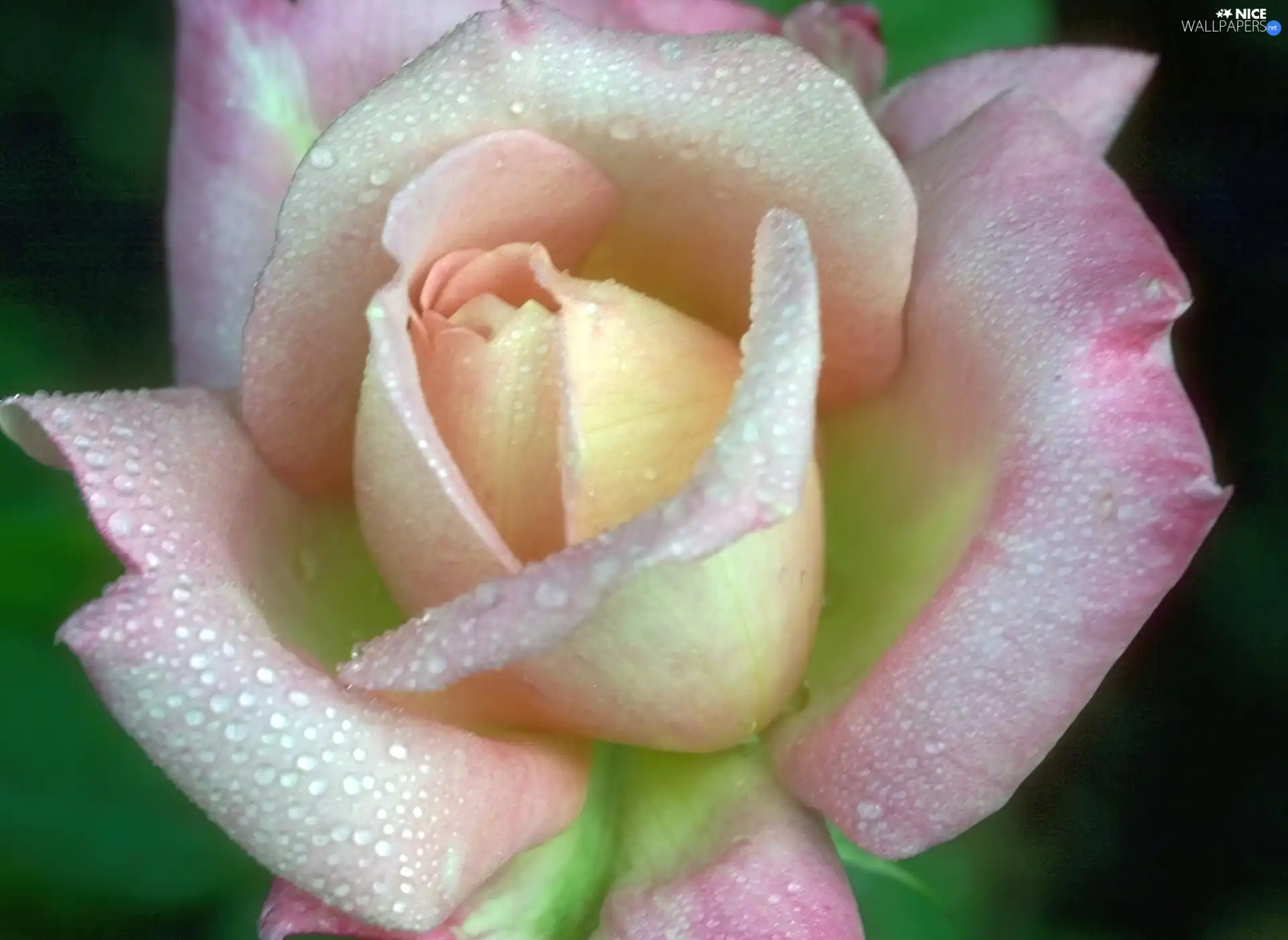 rose, pink, White