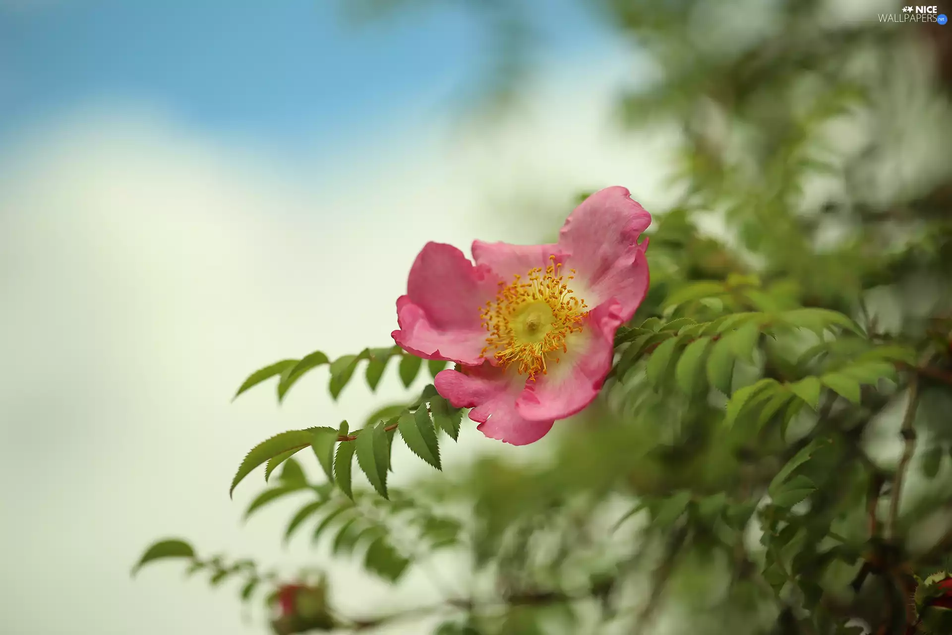 Colourfull Flowers, rapprochement, rose, Pink, Wild