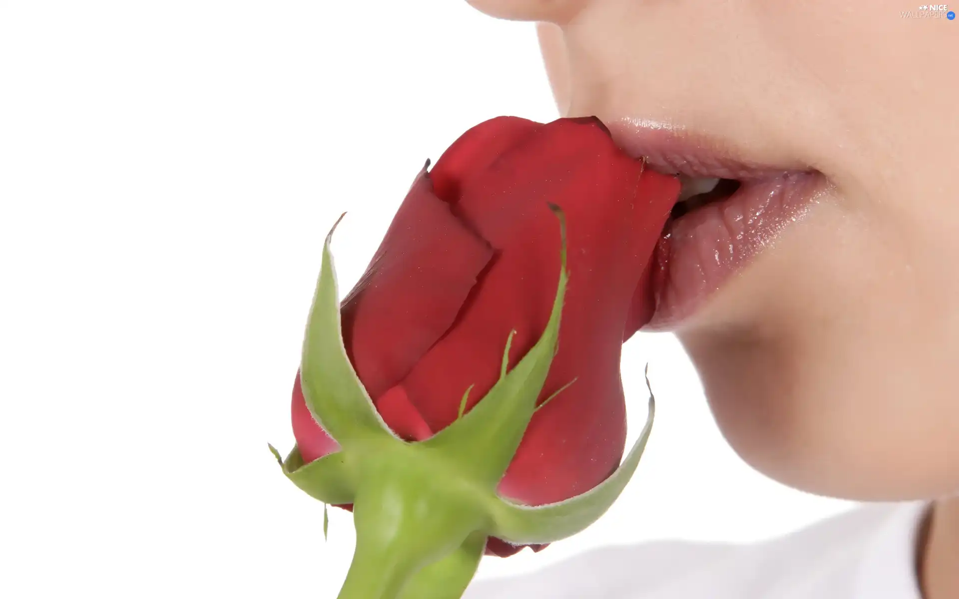 Women, red hot, rose, lips