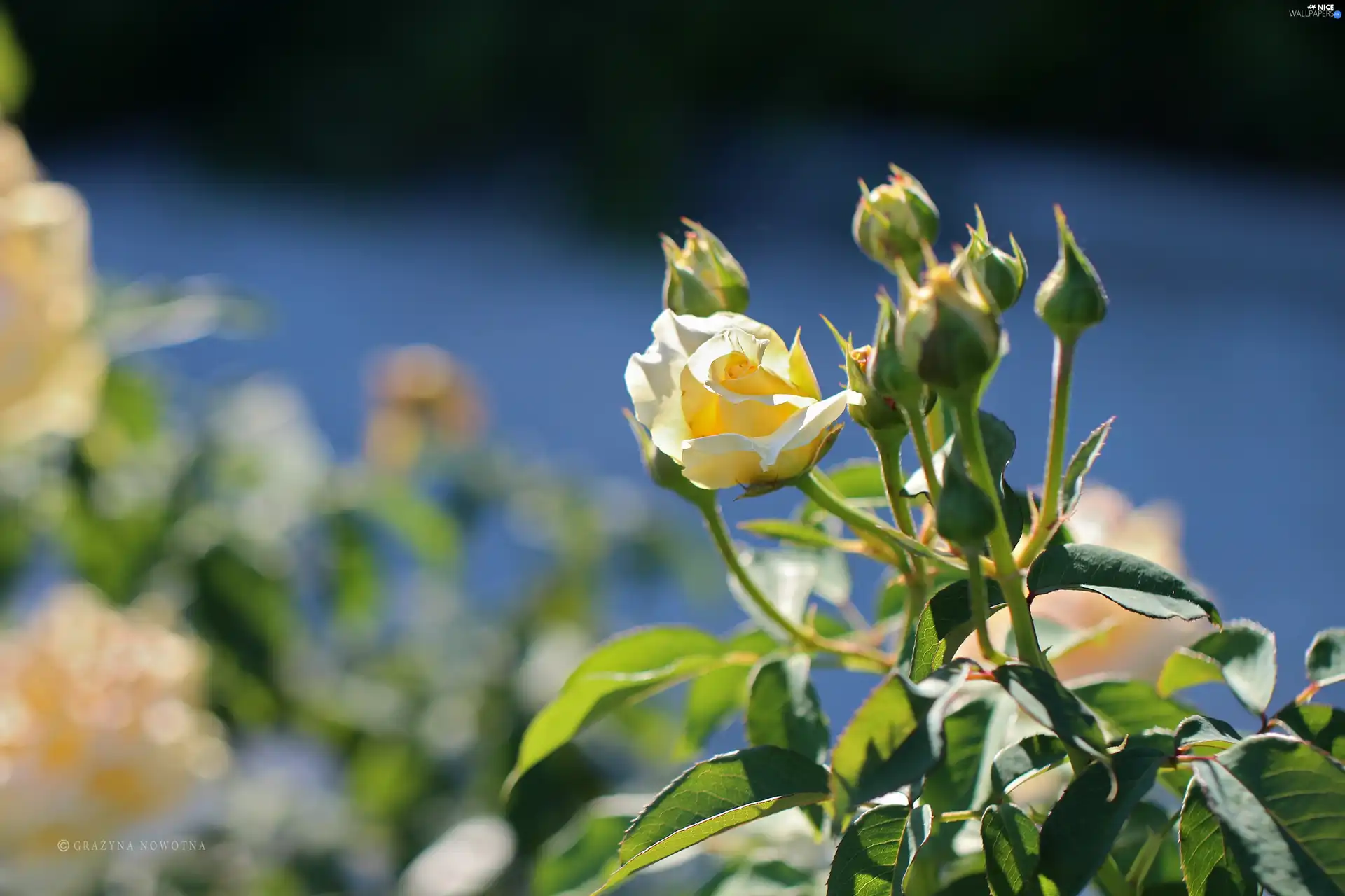 Buds, Yellow Honda, rose