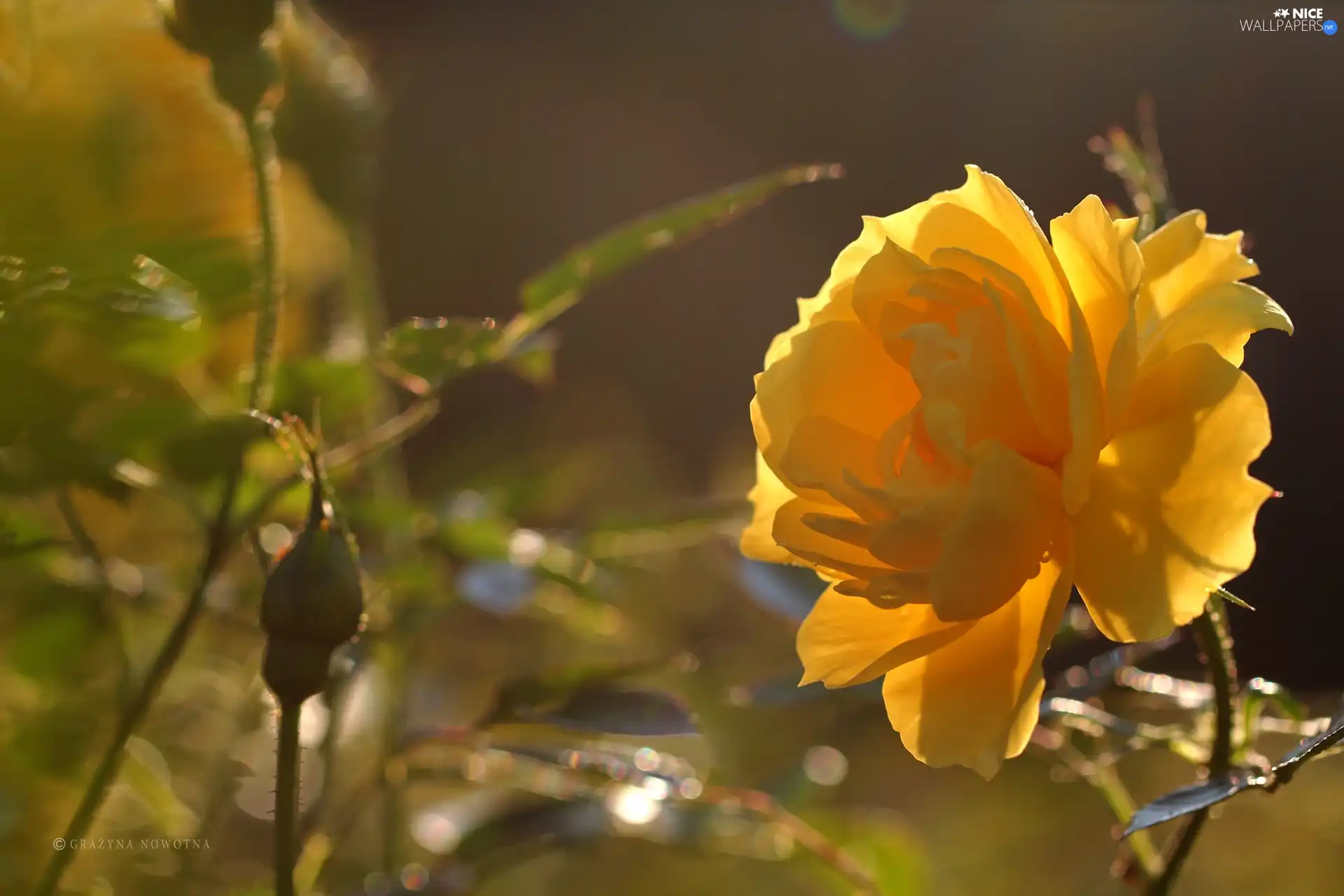 Colourfull Flowers, Yellow Honda, rose