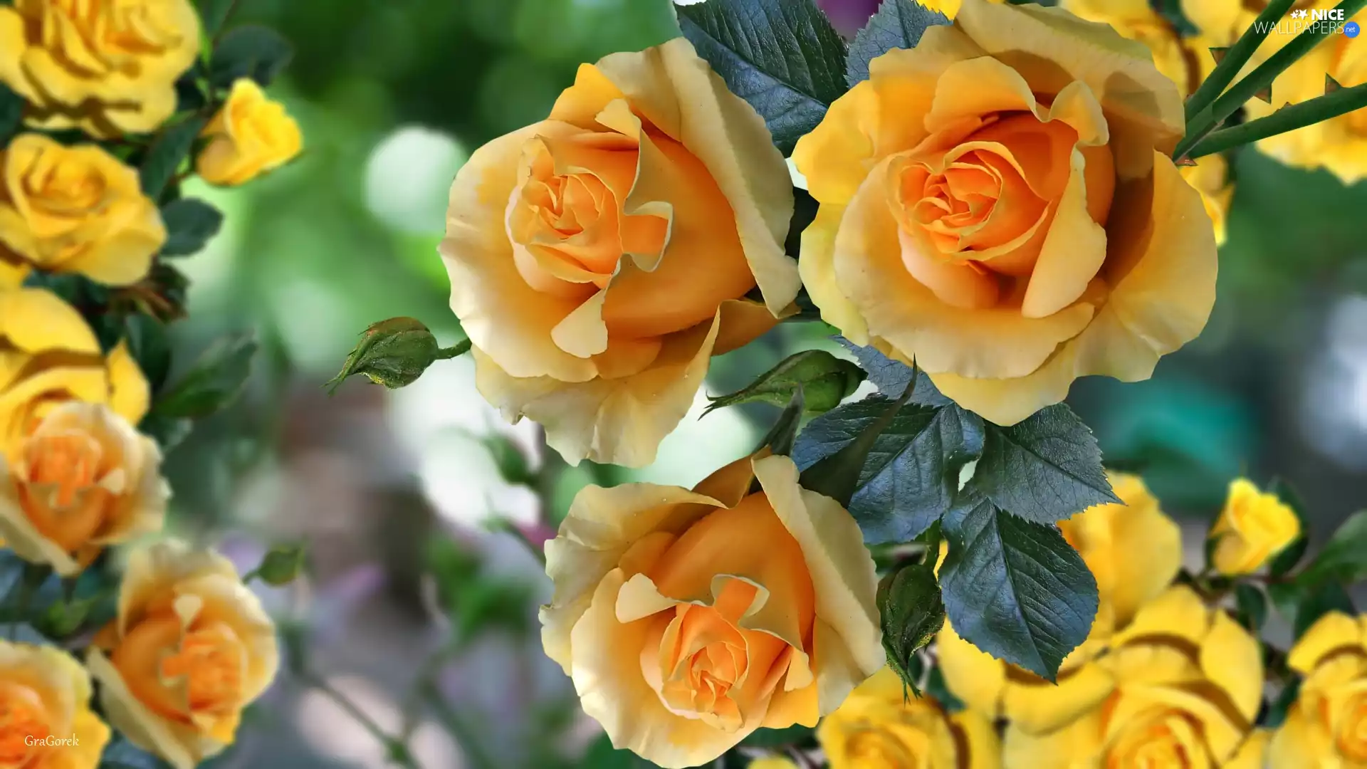 Flowers, roses, 2D Graphics, tea