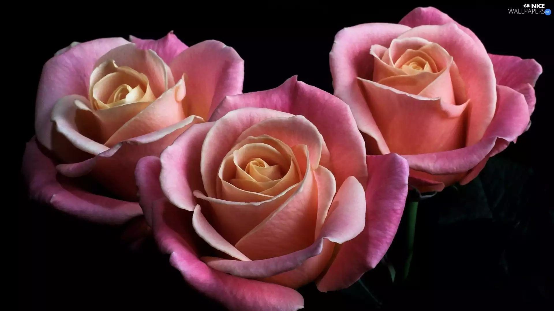 roses, Pink, Flowers