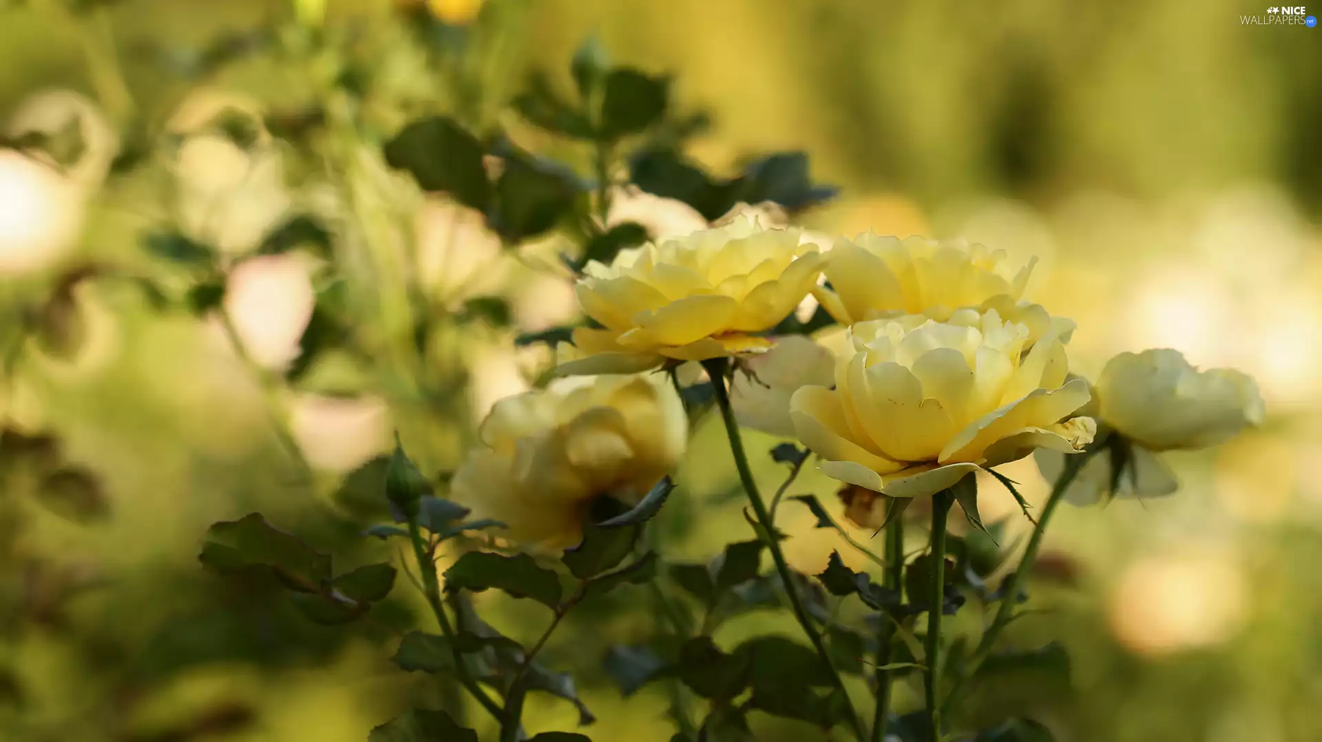 roses, Yellow, Flowers
