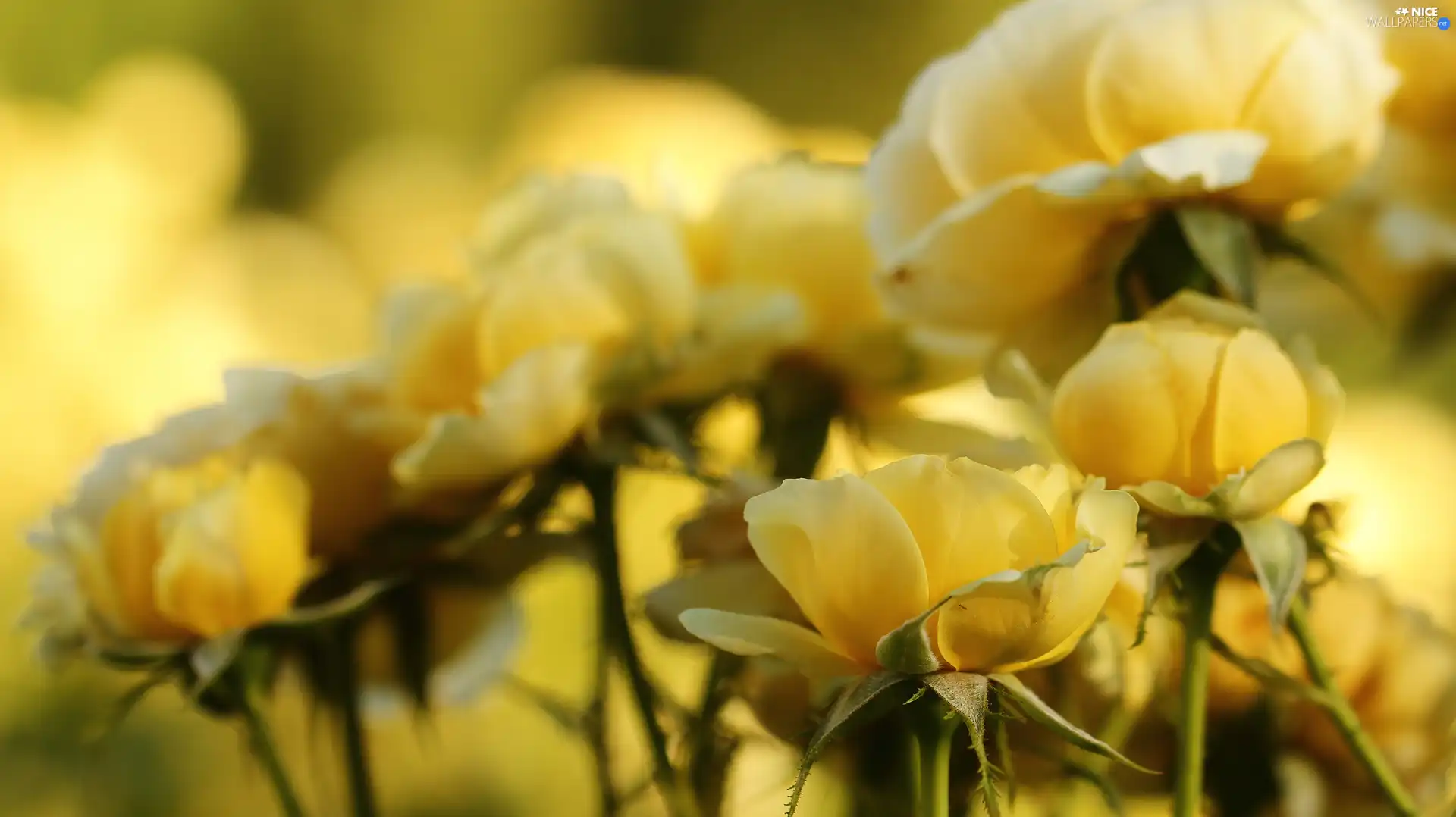 roses, Yellow, Flowers