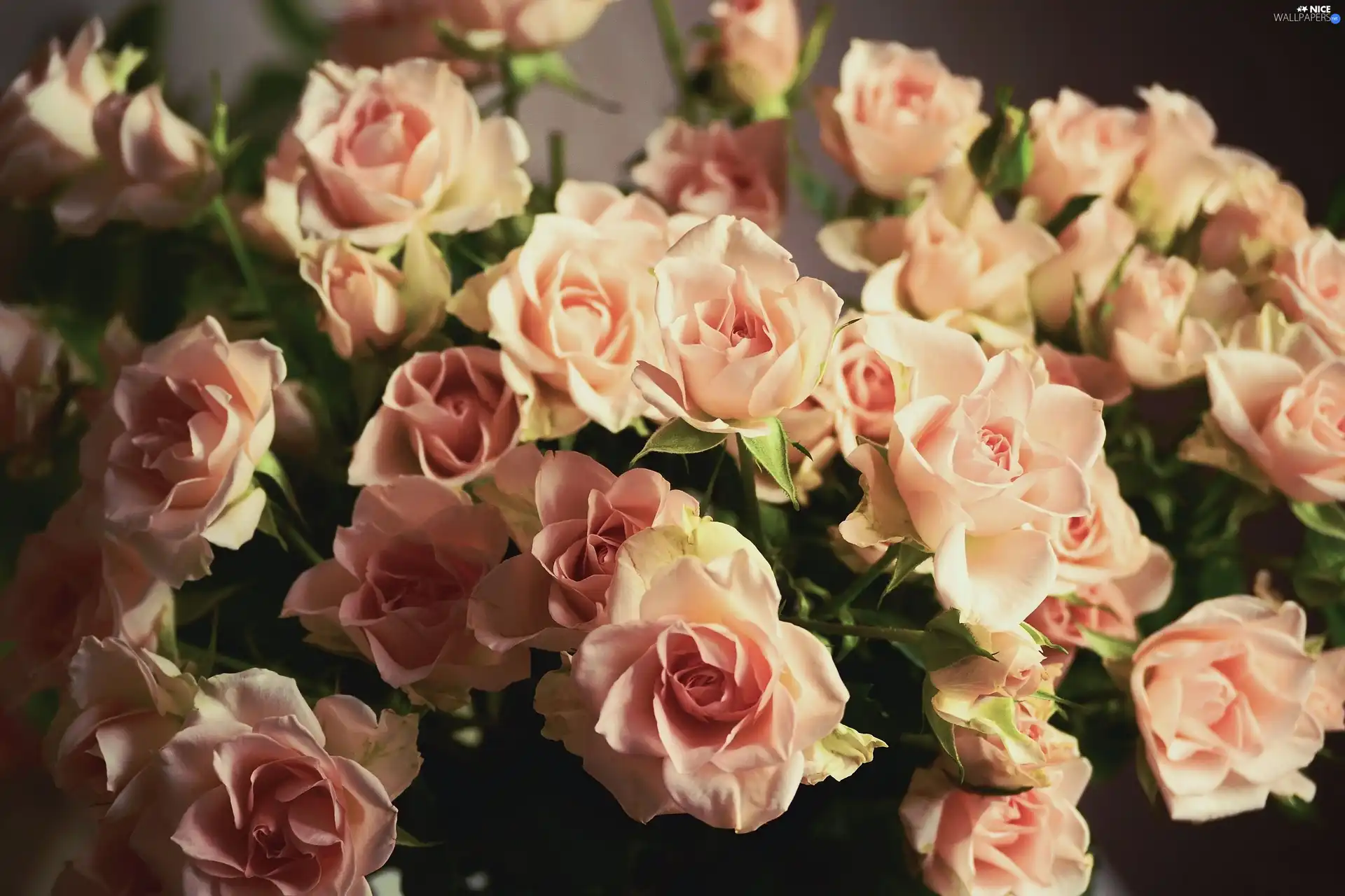 pastel, roses