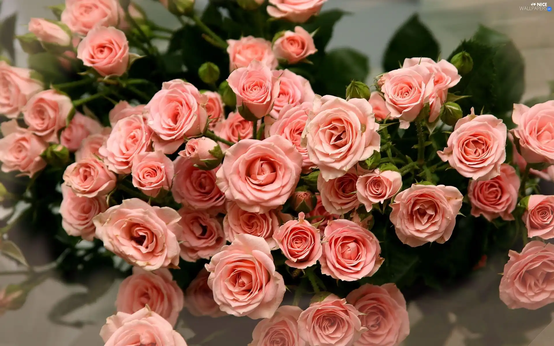 Pink, roses