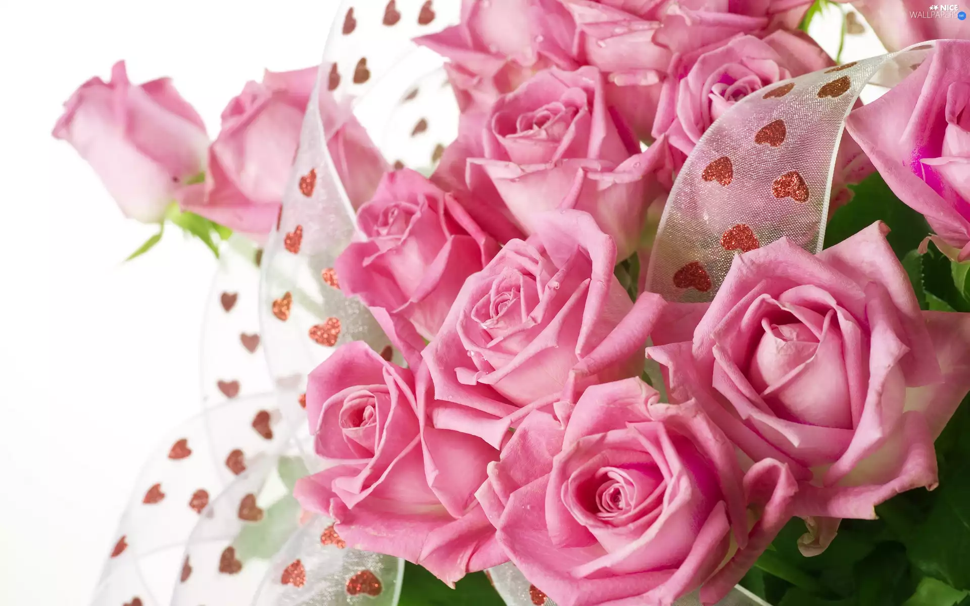 Pink, ribbon, Leaf, roses