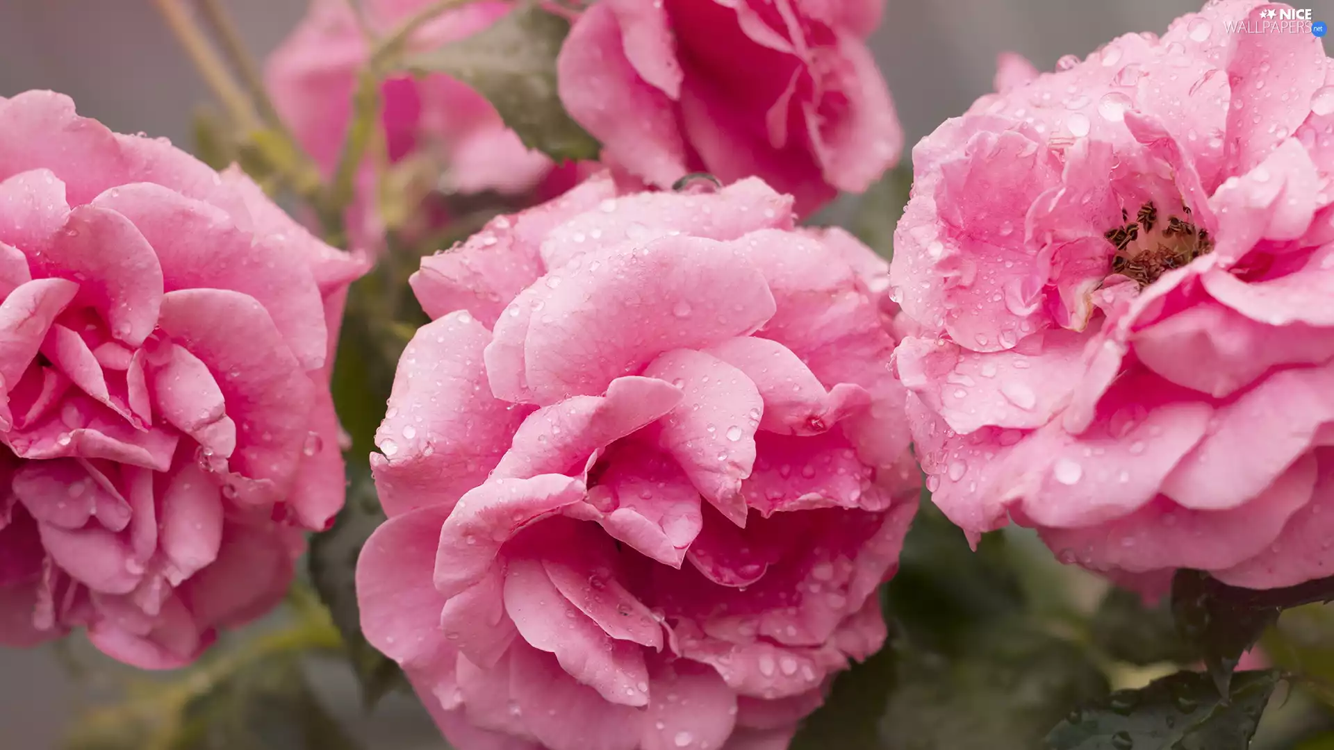 Pink, drops, water, roses