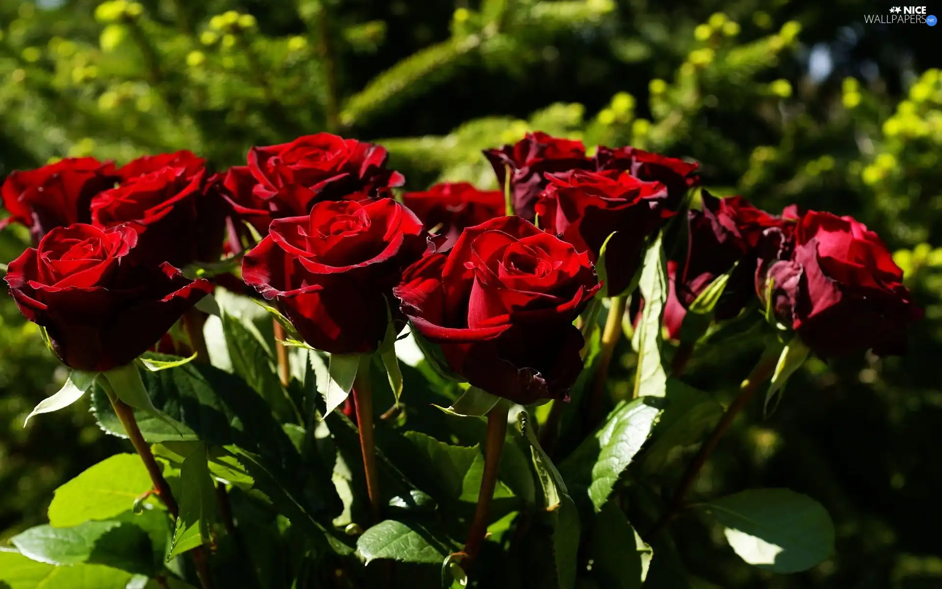 Red, roses