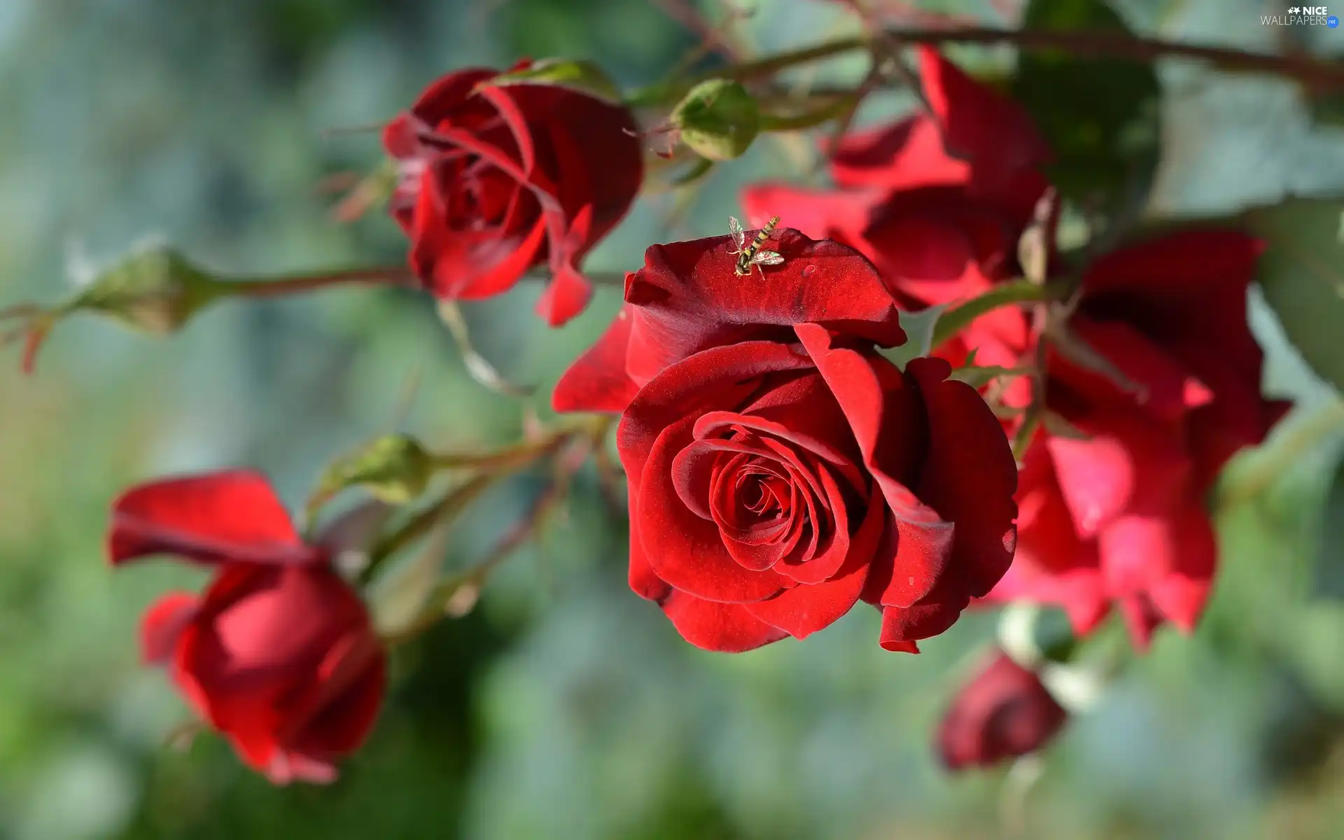 Insect, Marmalade Hoverfly, roses, Flowers, Red