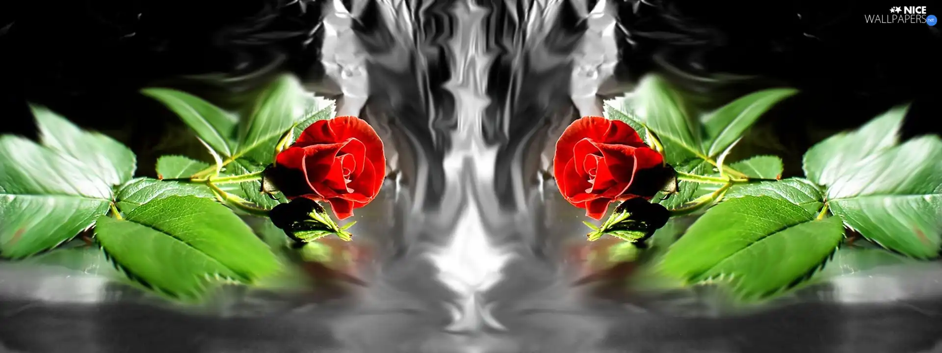 roses, Two, Red